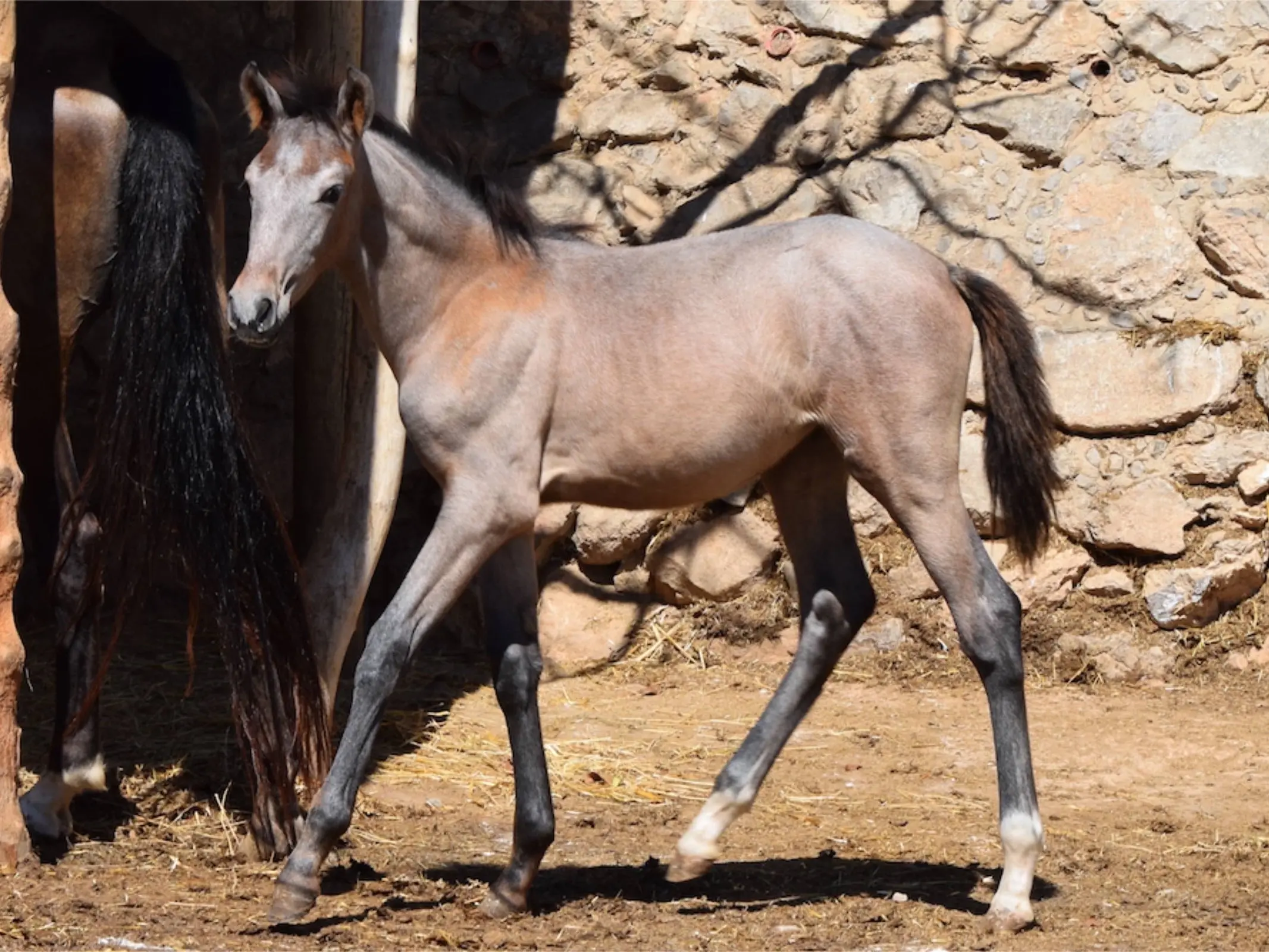 Bay grey horse