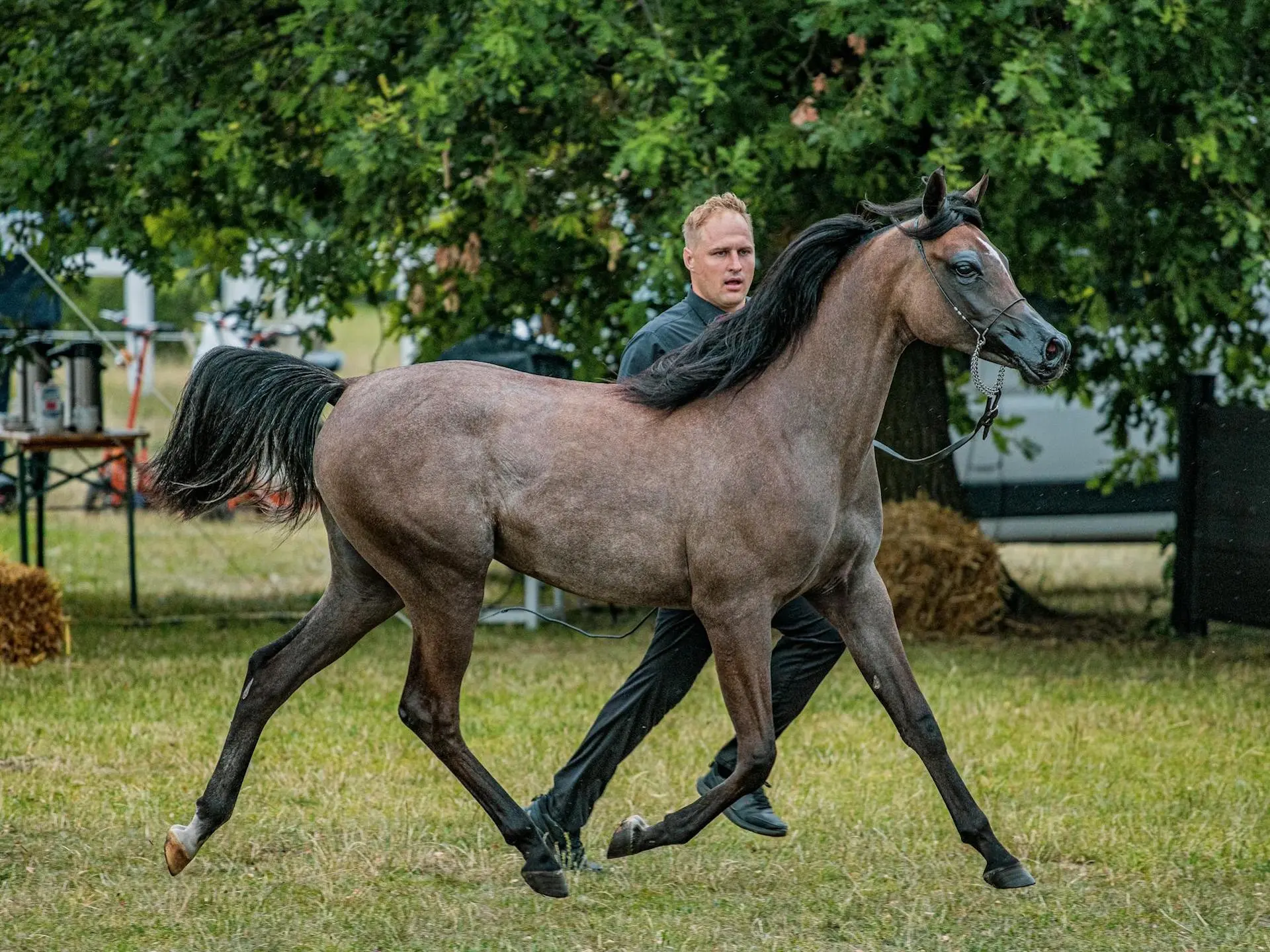 Bay grey horse