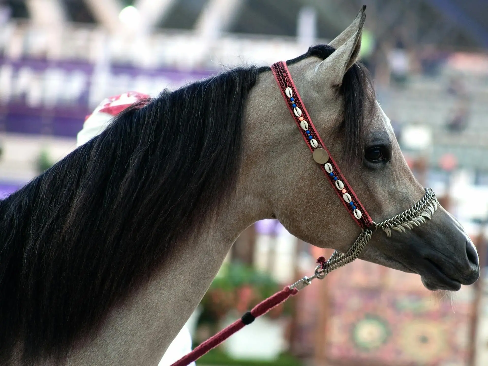 Rose grey horse