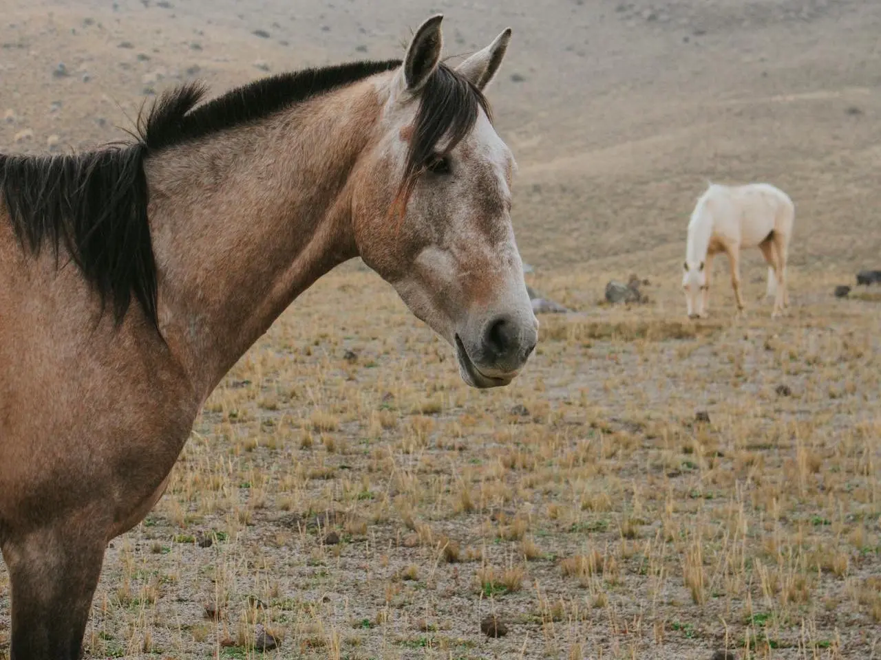 Rose grey horse