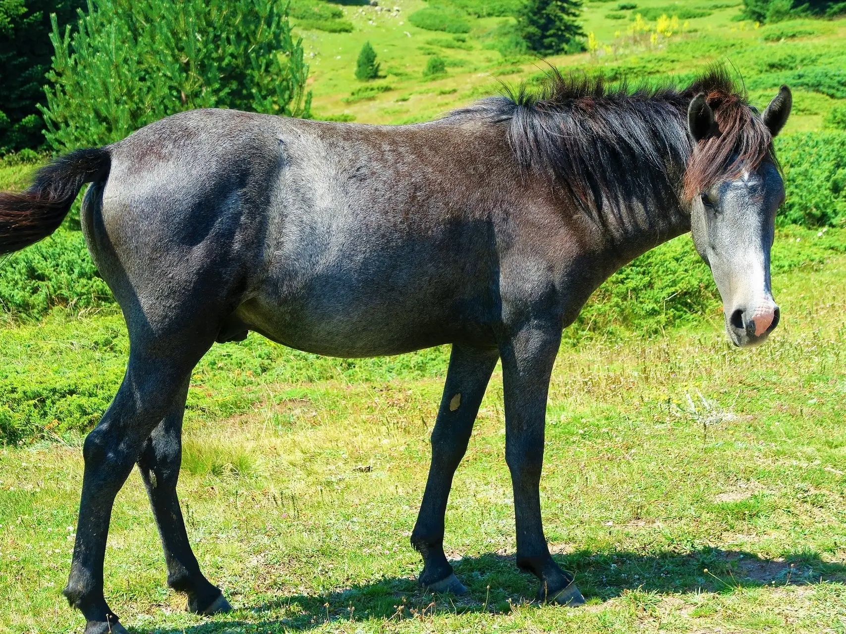 Bay grey horse