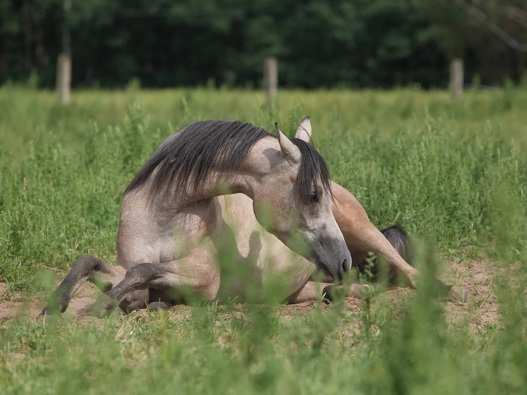 Bay grey horse