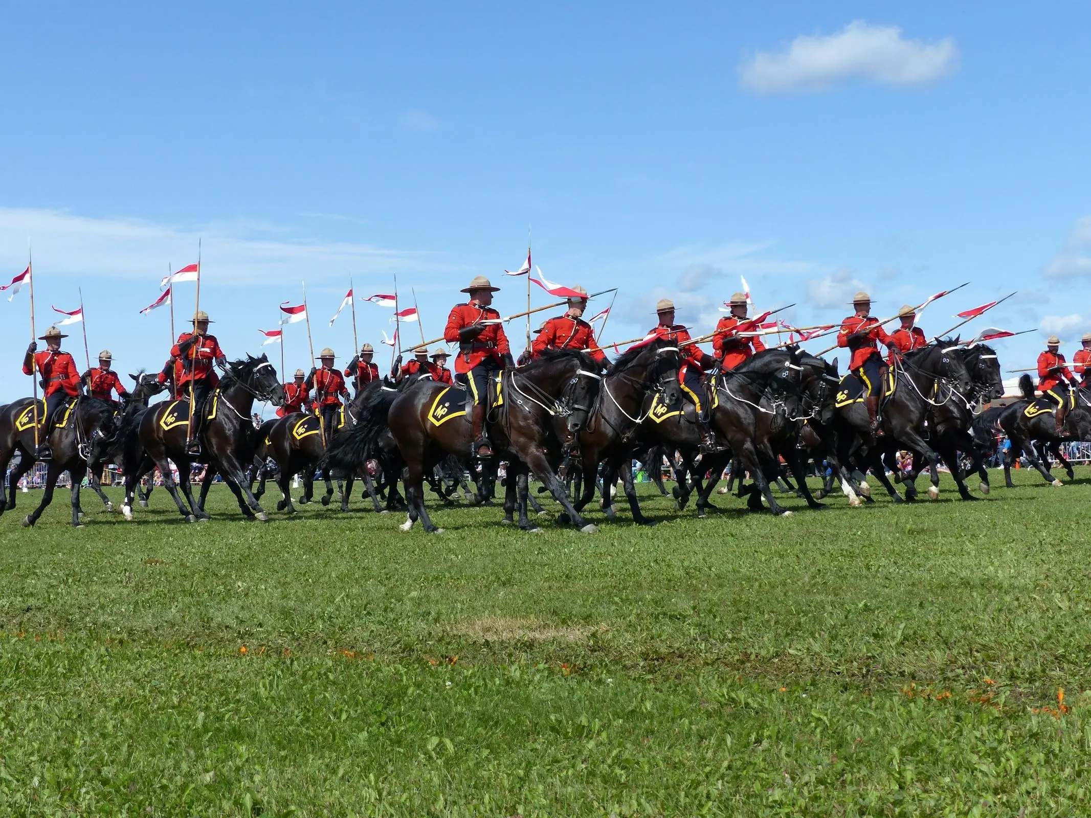 Royal Canadian Mounted Police Horse
