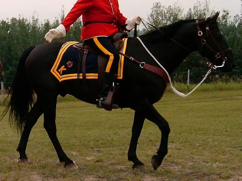 Royal Canadian Mounted Police Horse