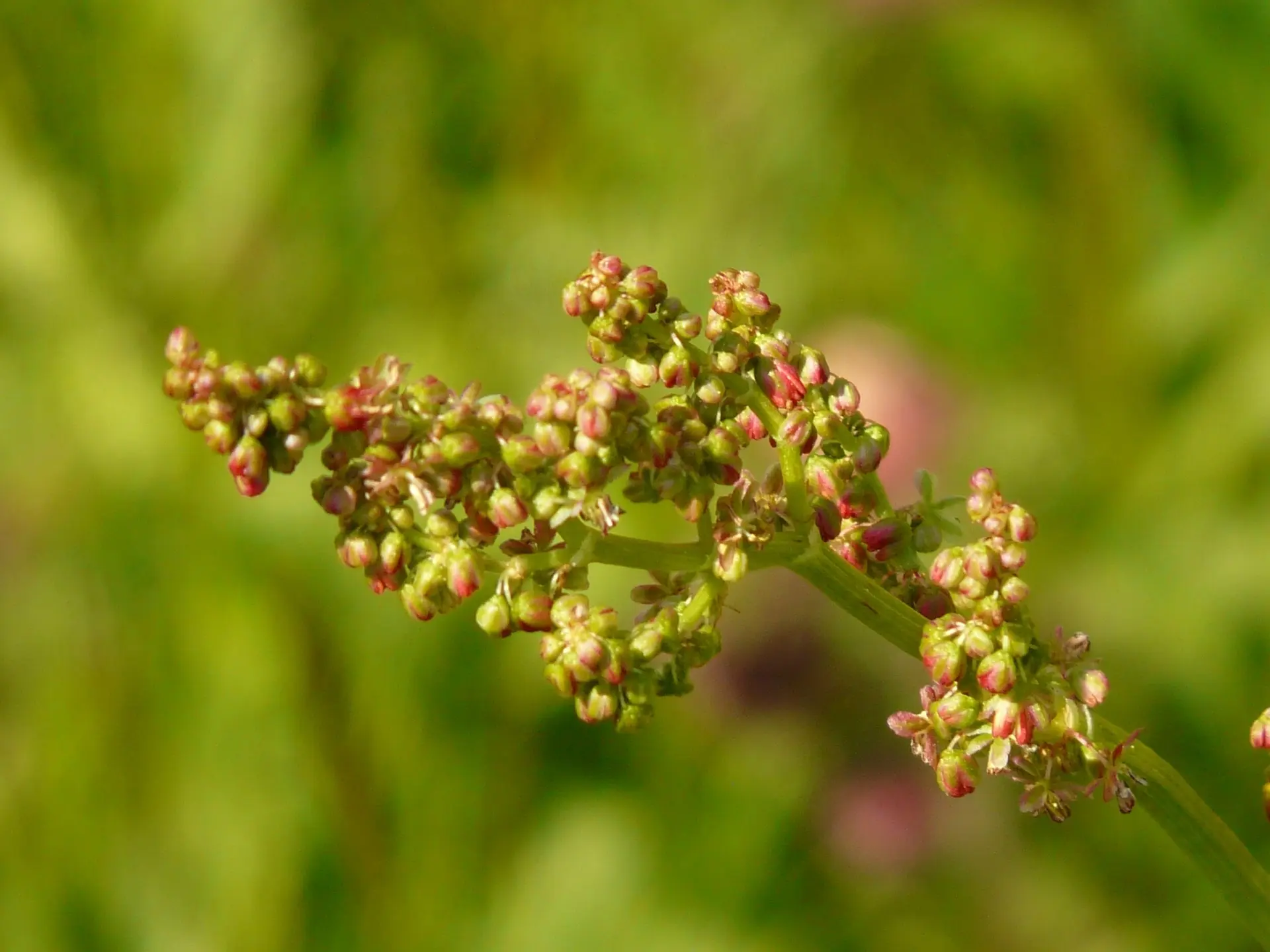 Curly Leafed Dock Sorrel