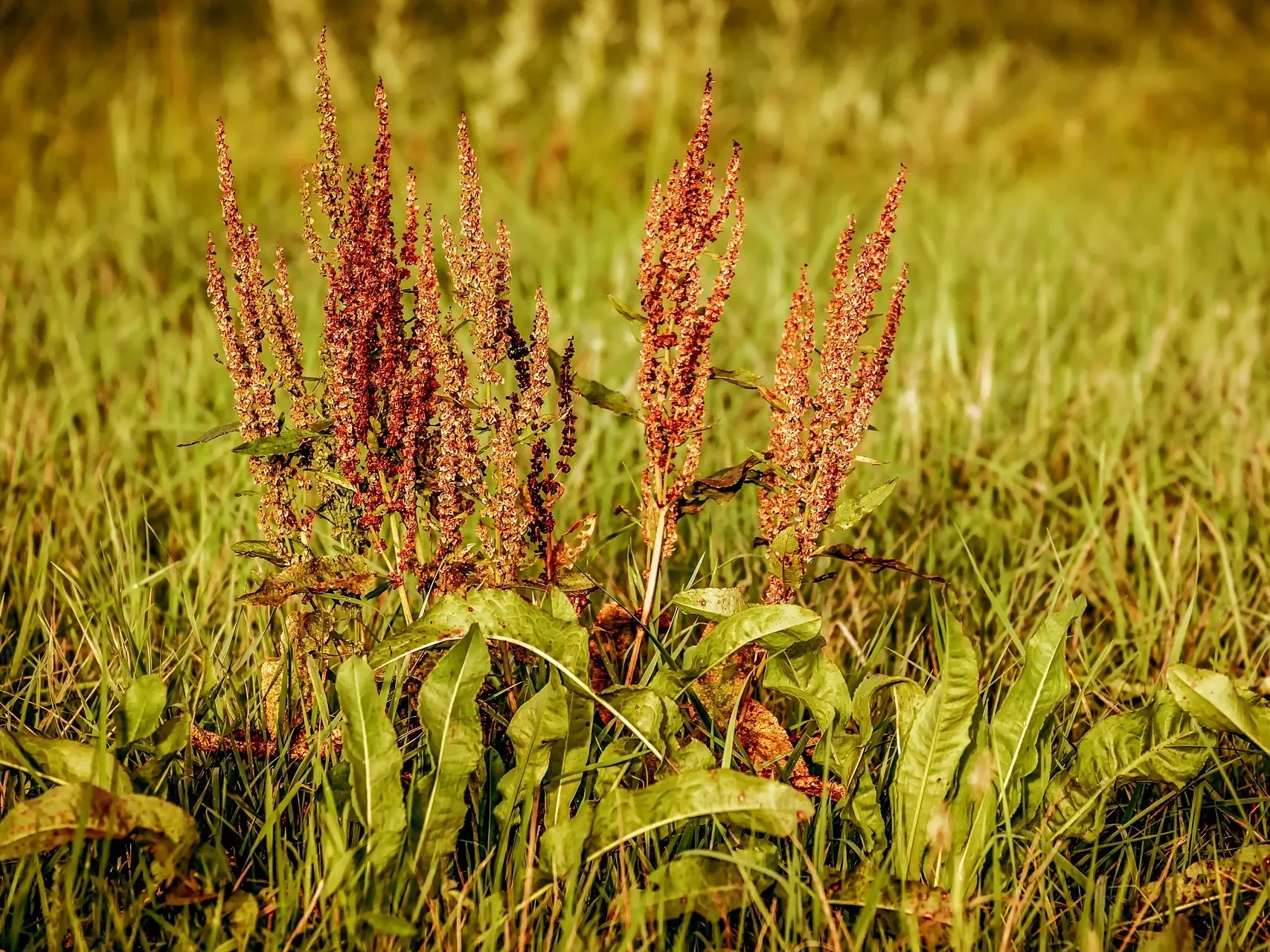 Curly Leafed Dock Sorrel