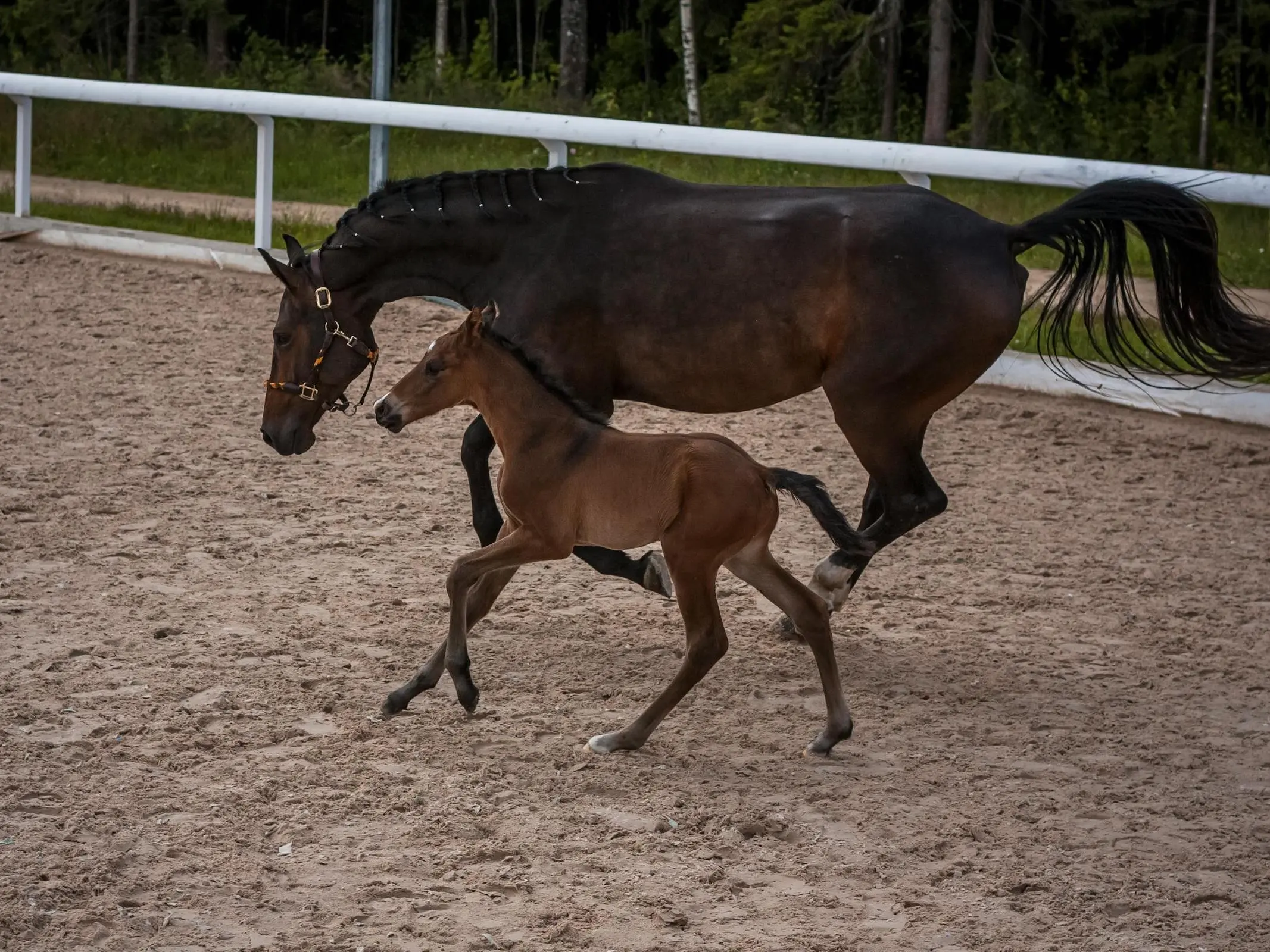 Russian Riding Horse