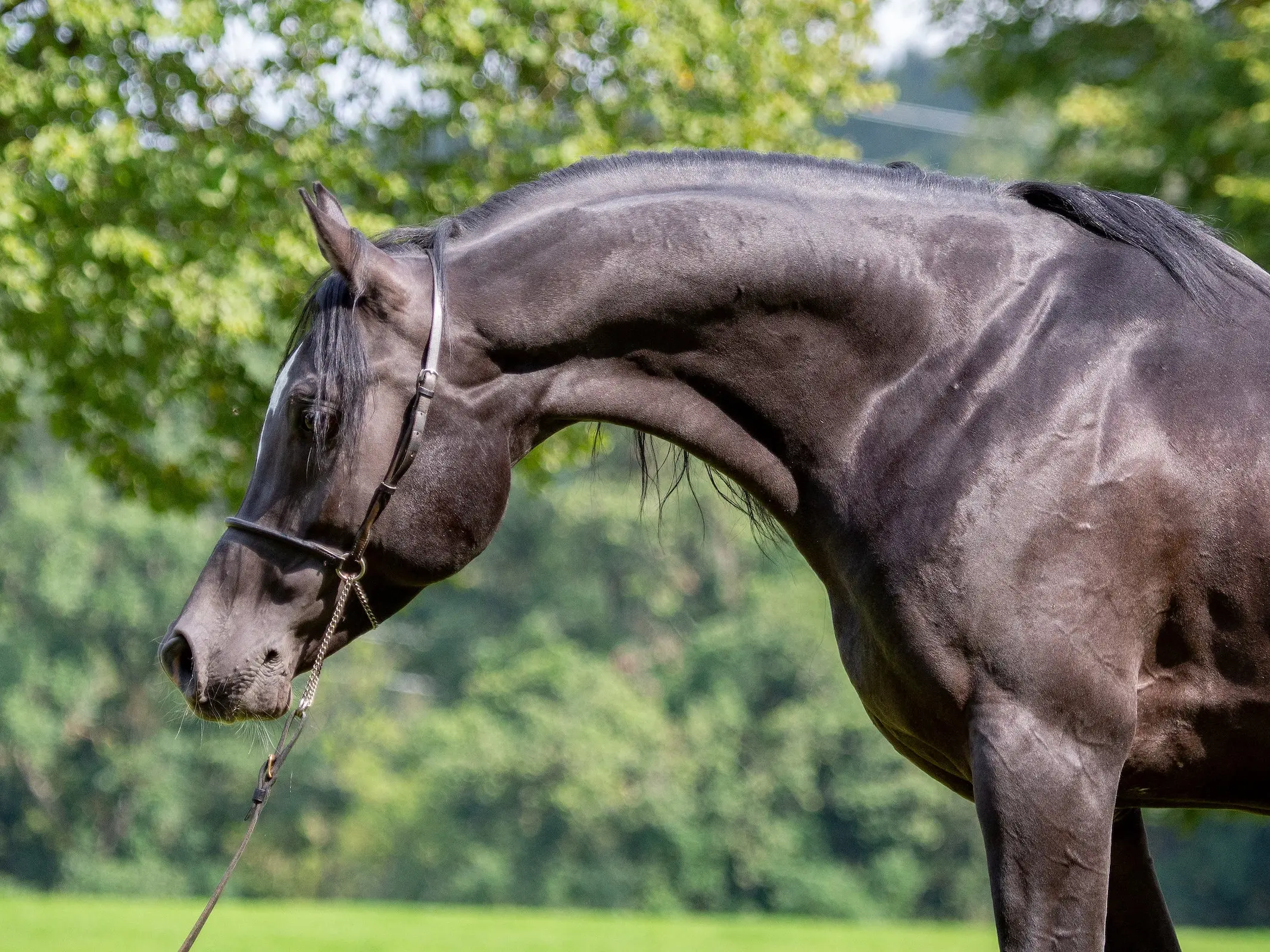 Sabih Horse