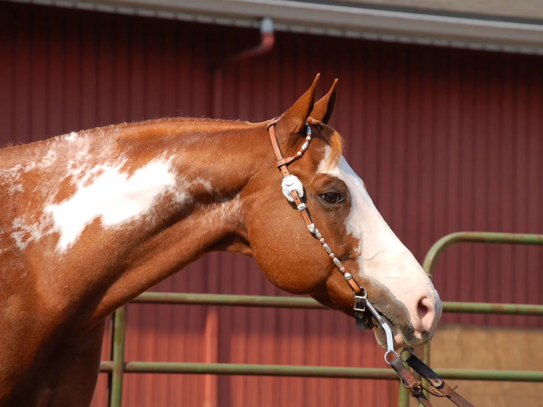 Chestnut sabino pinto horse