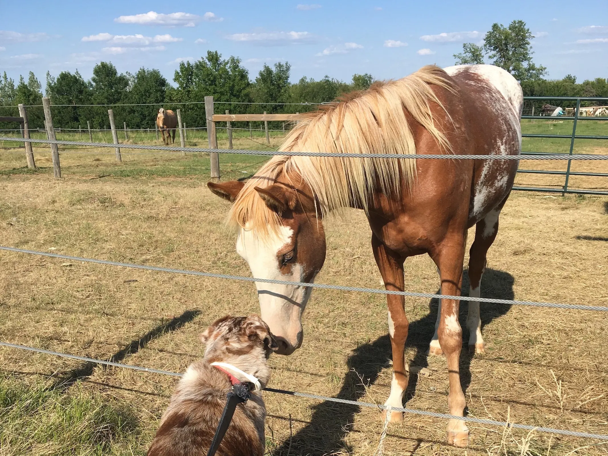 Flaxen sabino pinto horse