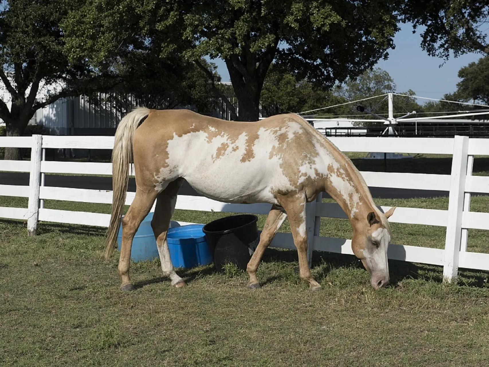 Overo pinto horse