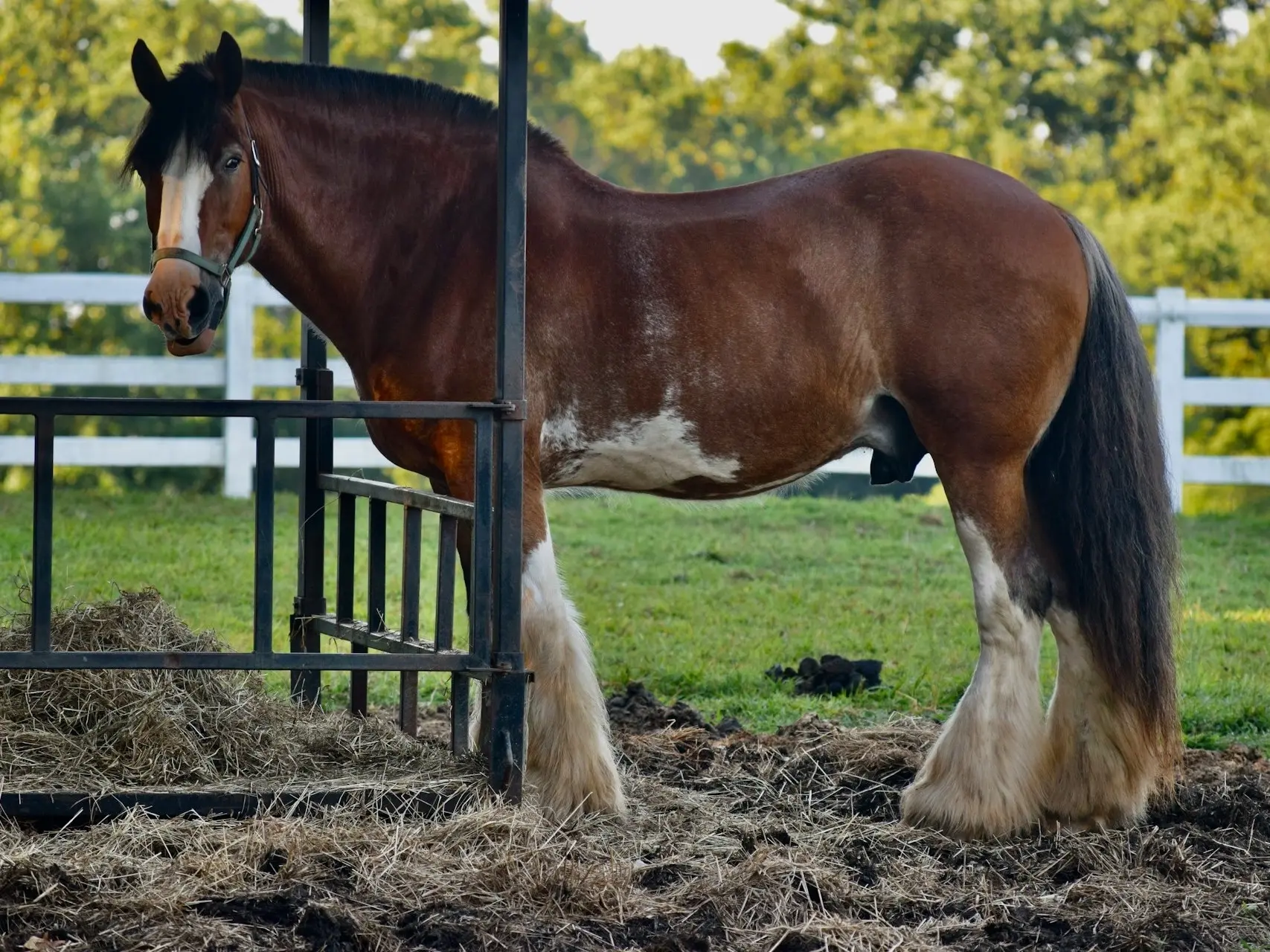 Sabino pinto horse