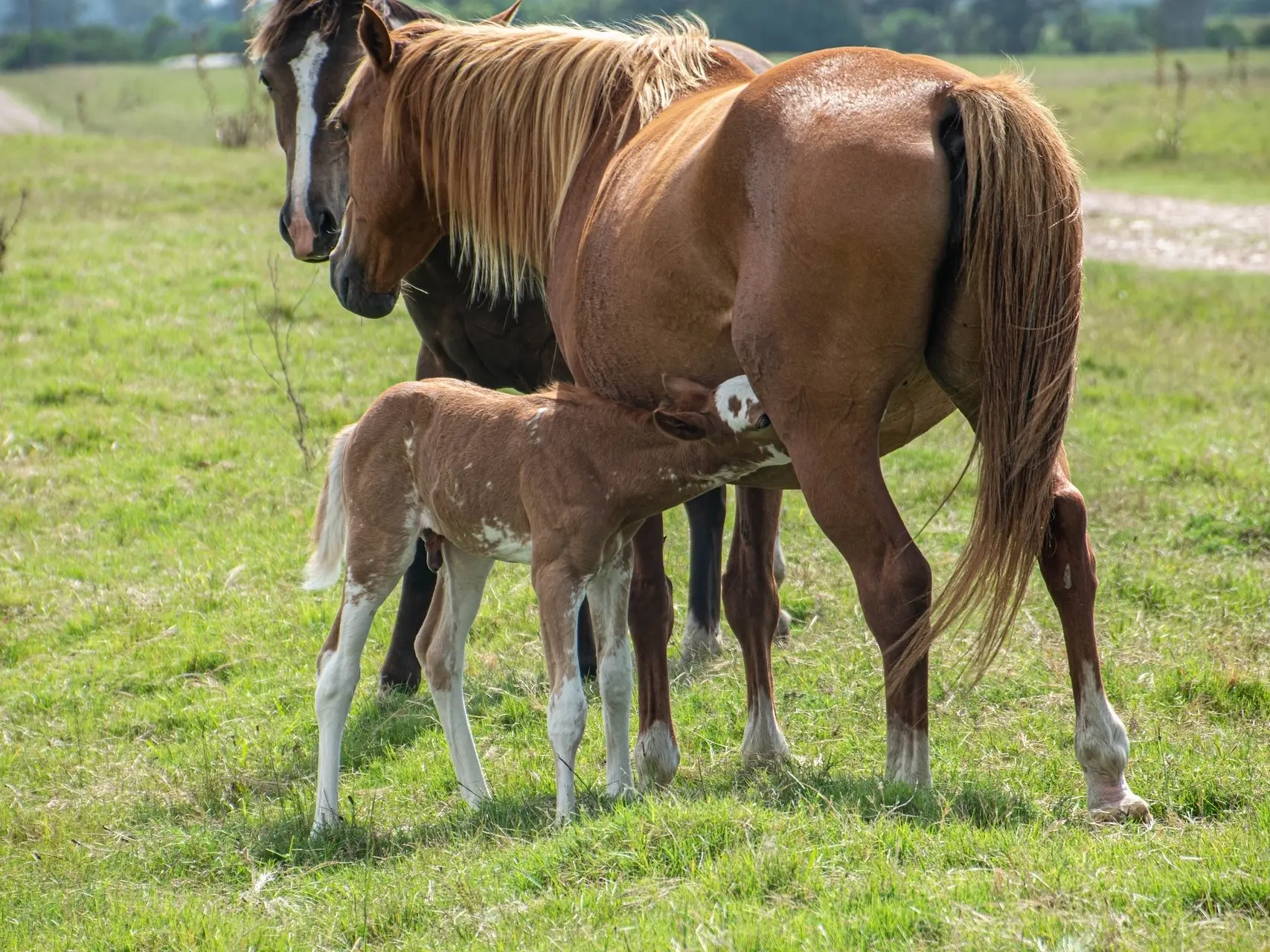 Sabino pinto horse