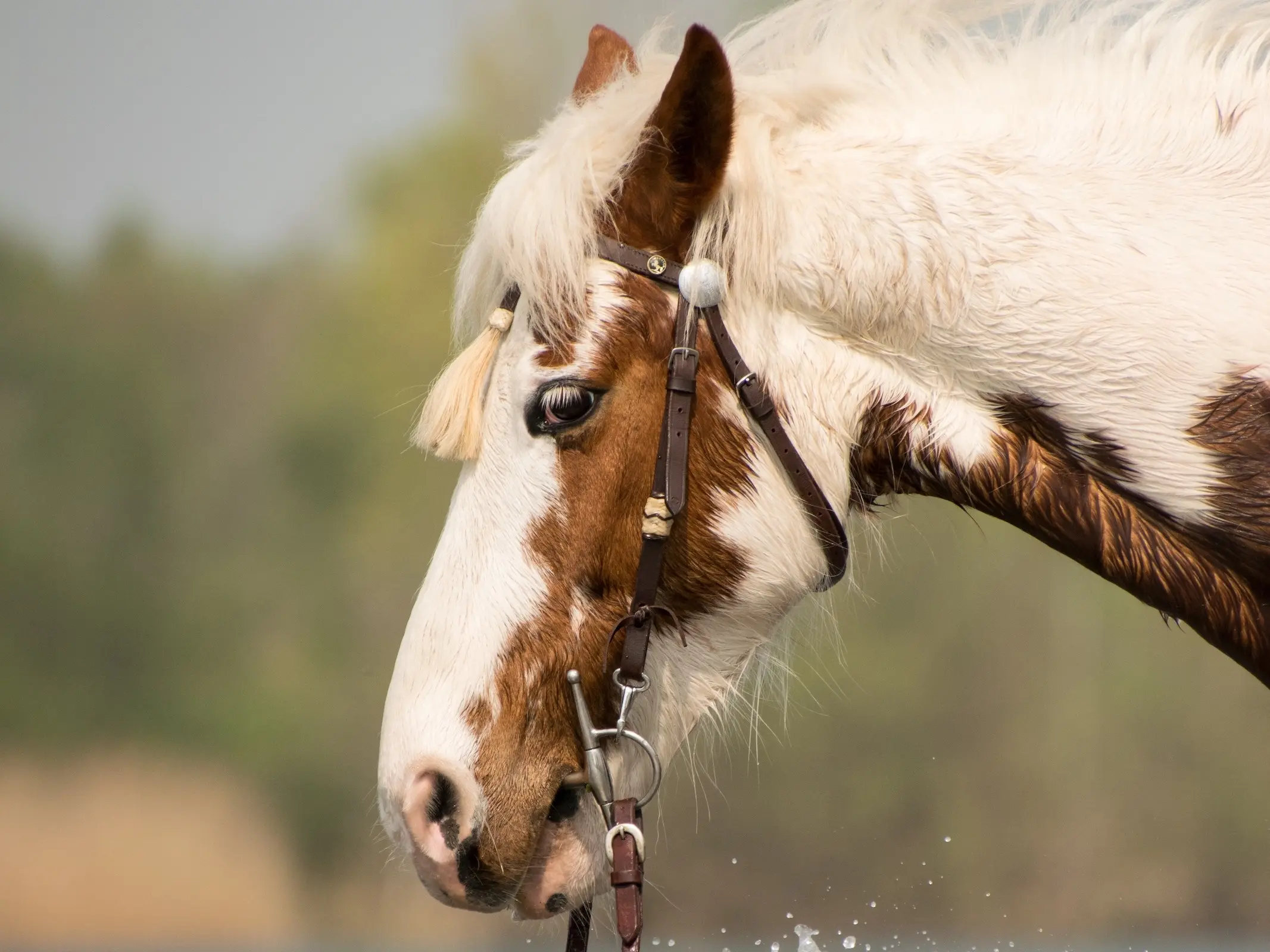 Sabino pinto horse