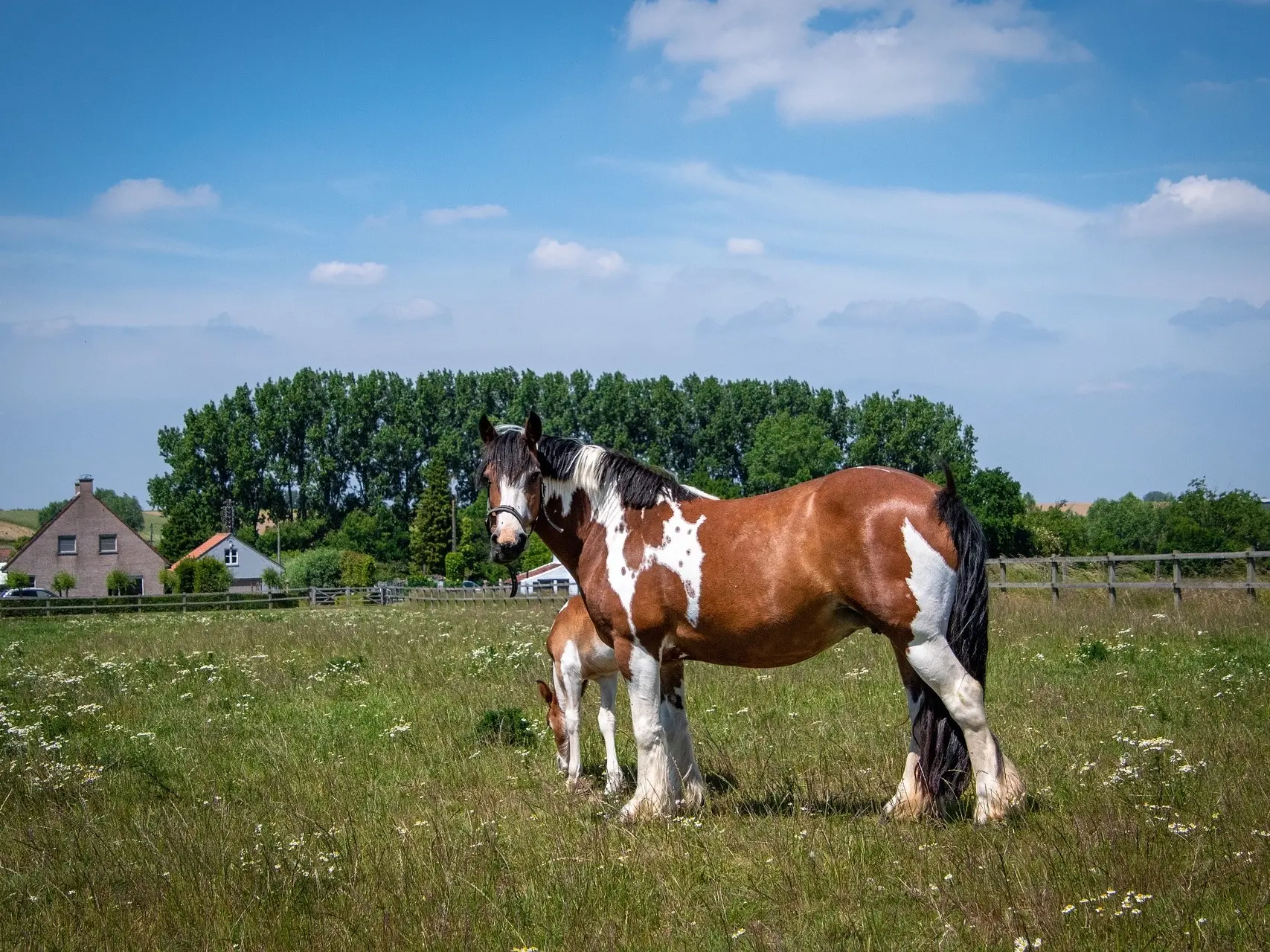 Sabino pinto horse