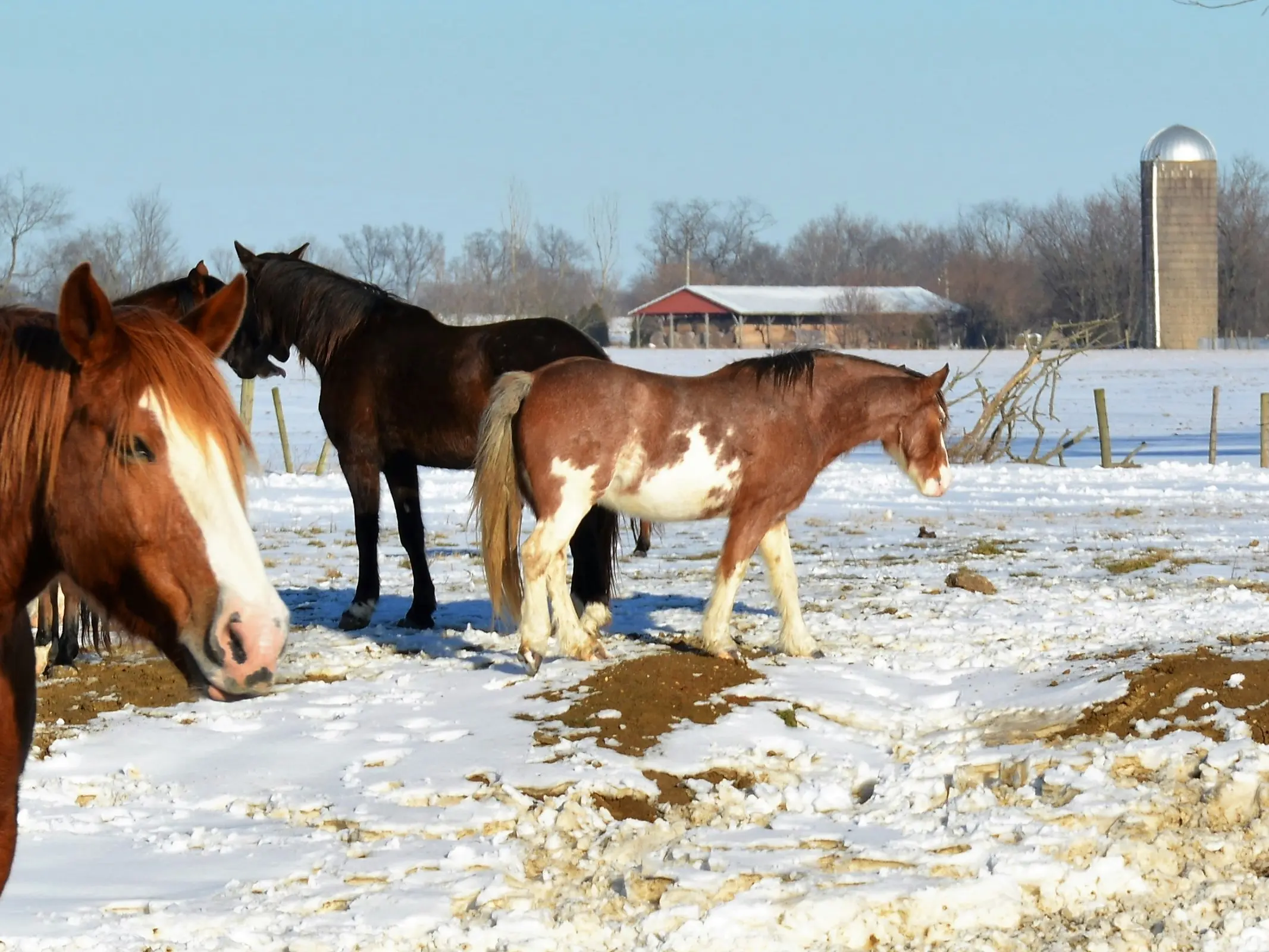 Sabino pinto horse