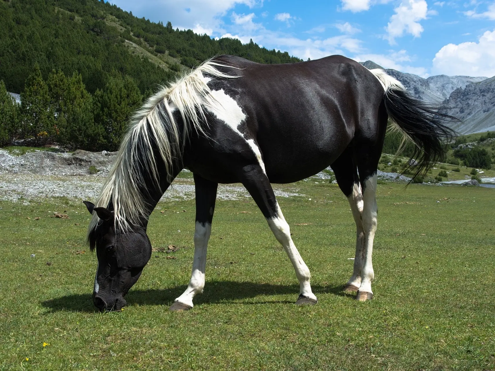 Piebald Horse