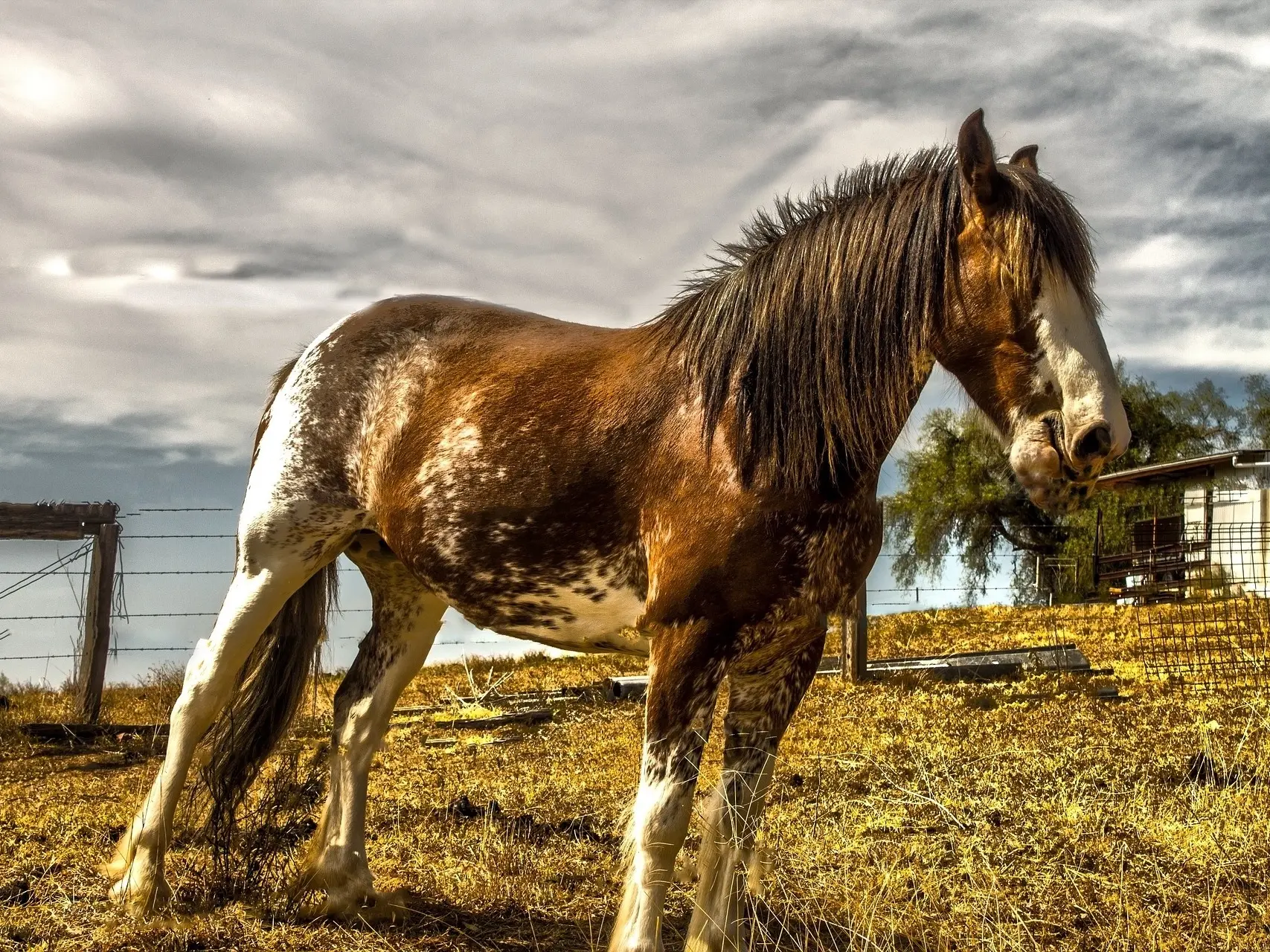 Sabino pinto horse