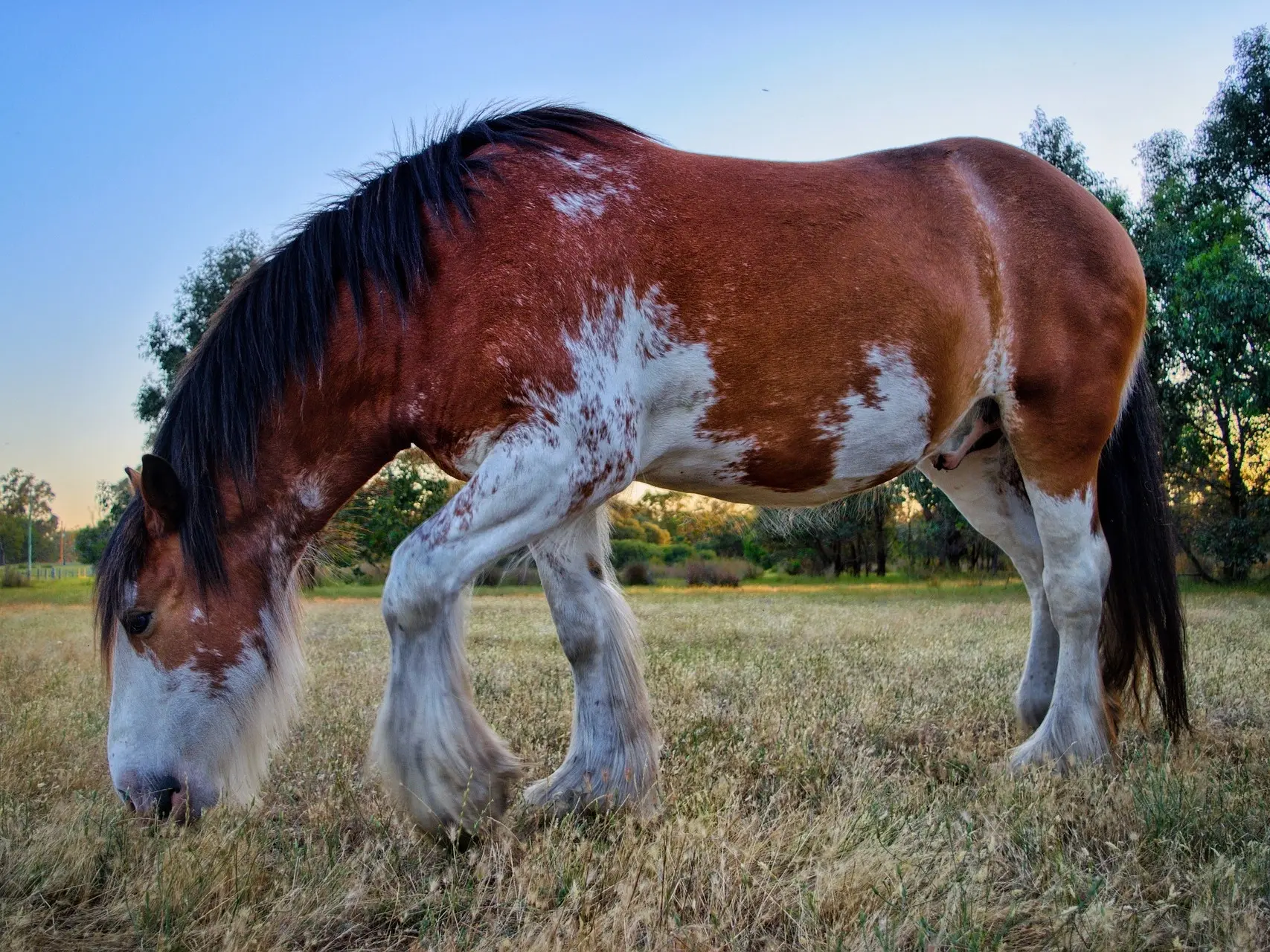 Sabino pinto horse