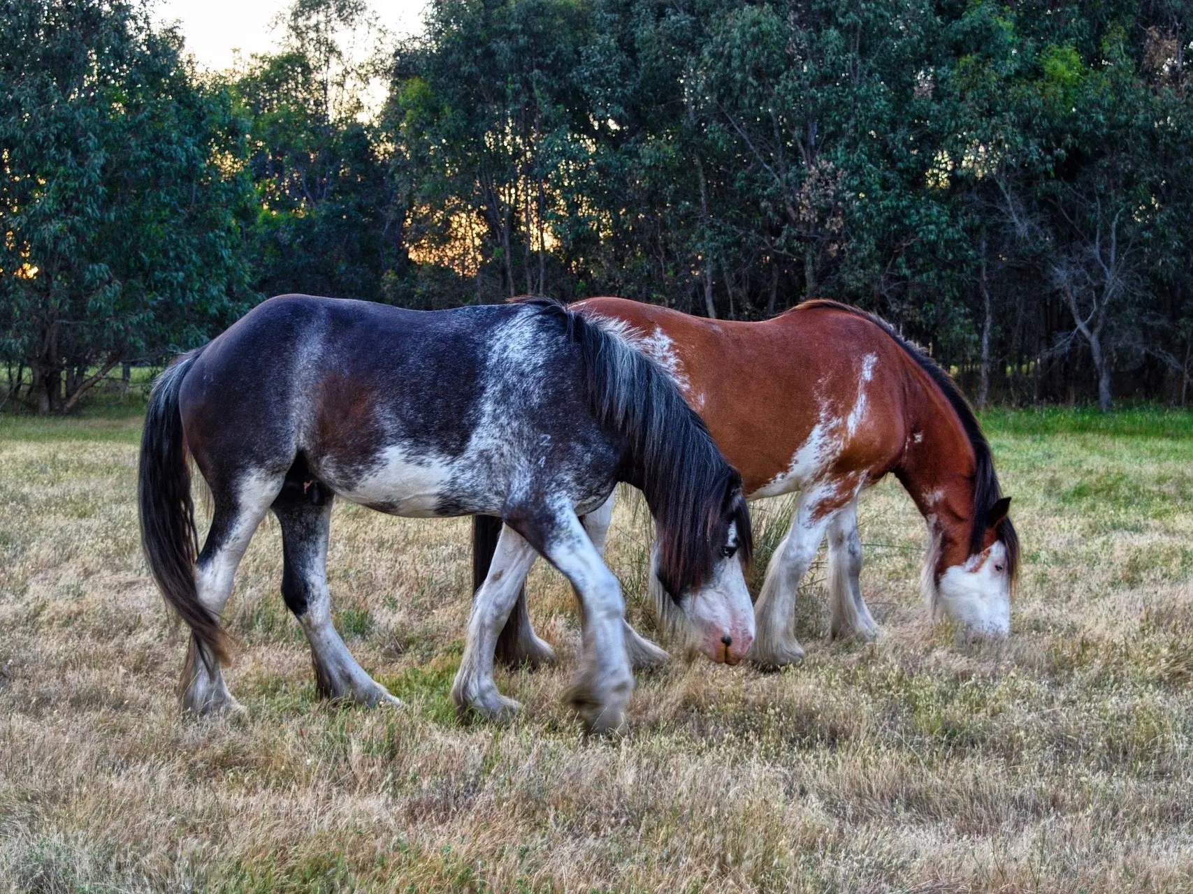 Chestnut sabino pinto horse