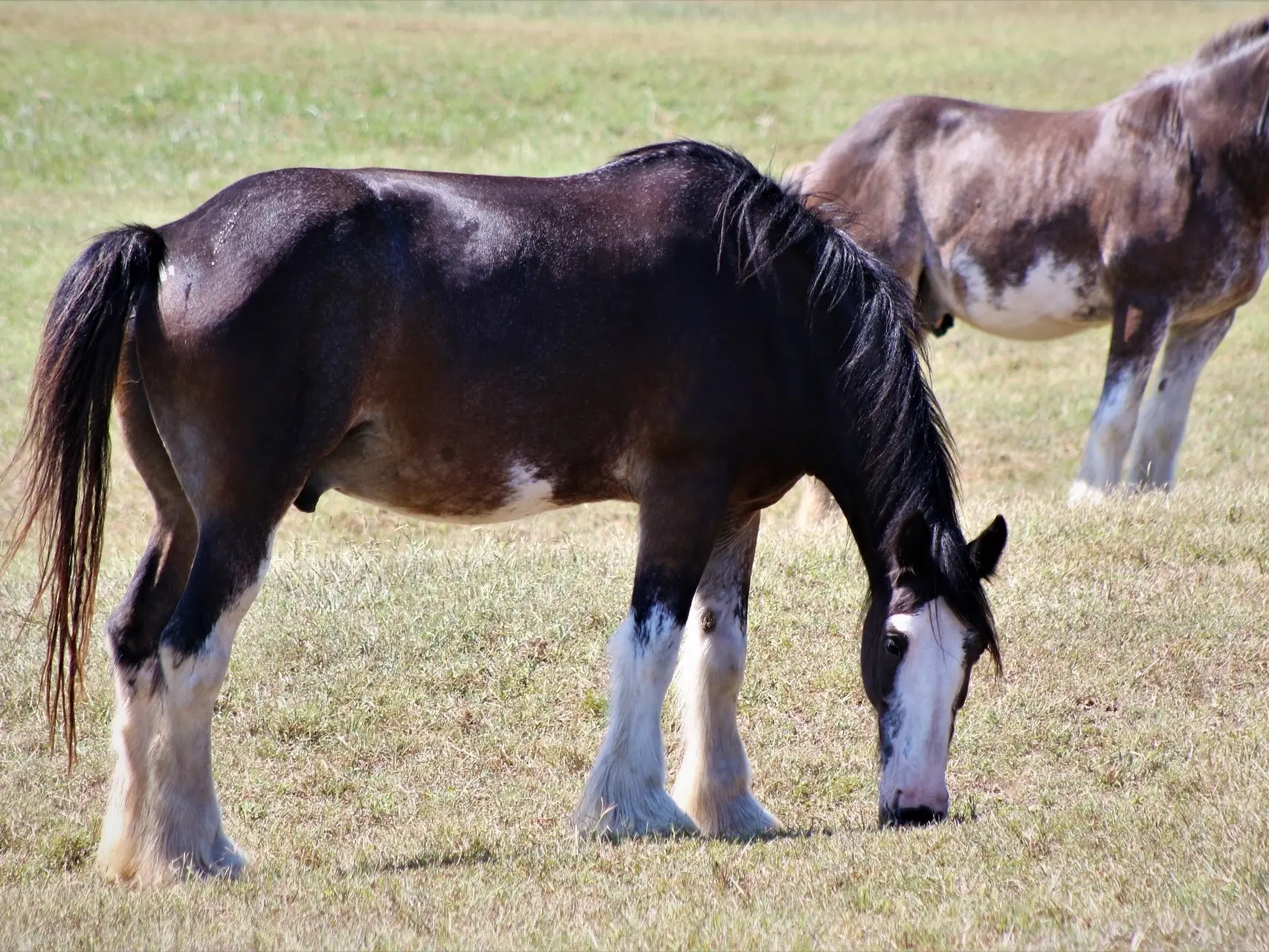 Sabino pinto horse