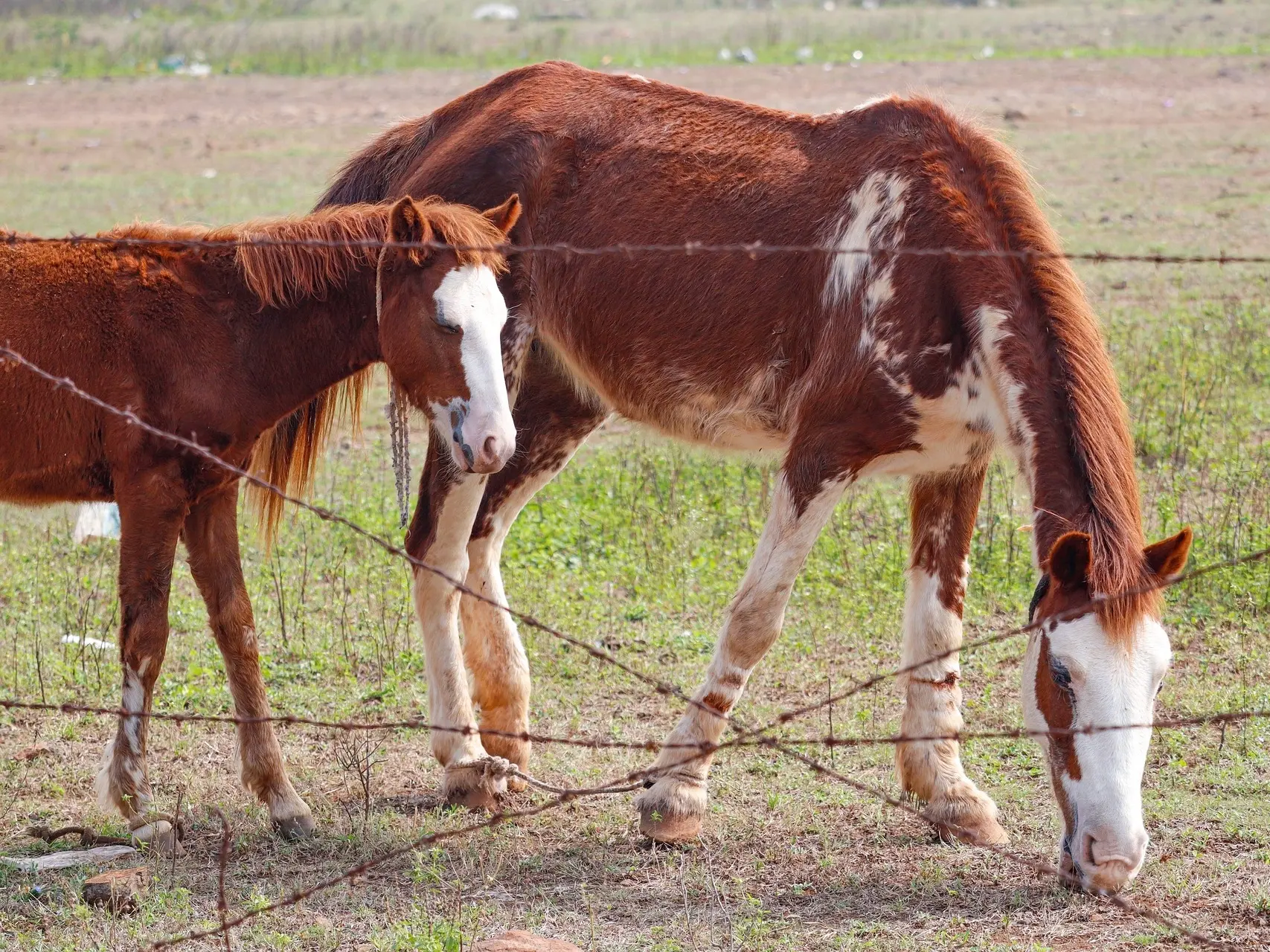 Sabino pinto Horse