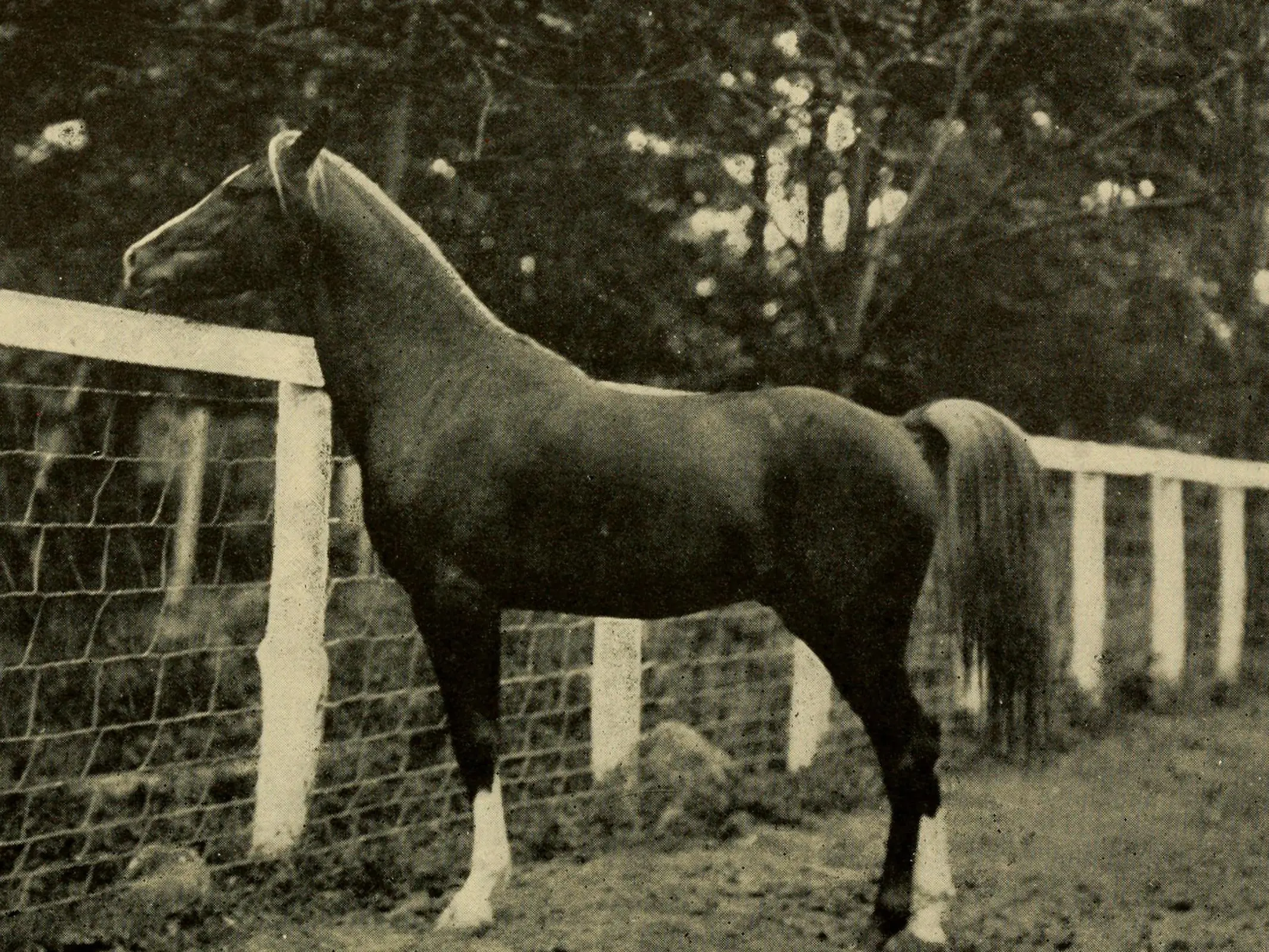 Saglawi Arabian Horse