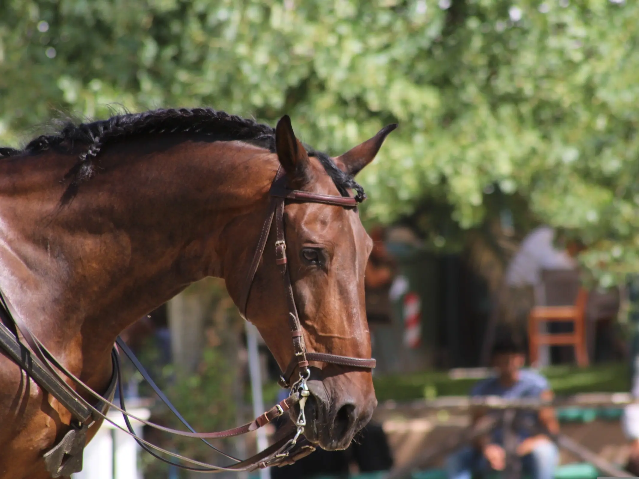 Salerno Horse