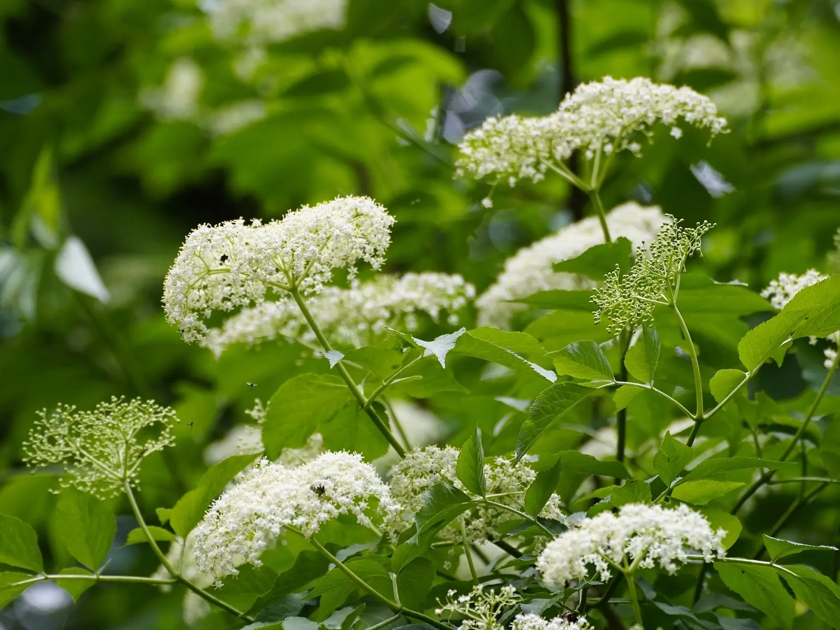 Elderberry