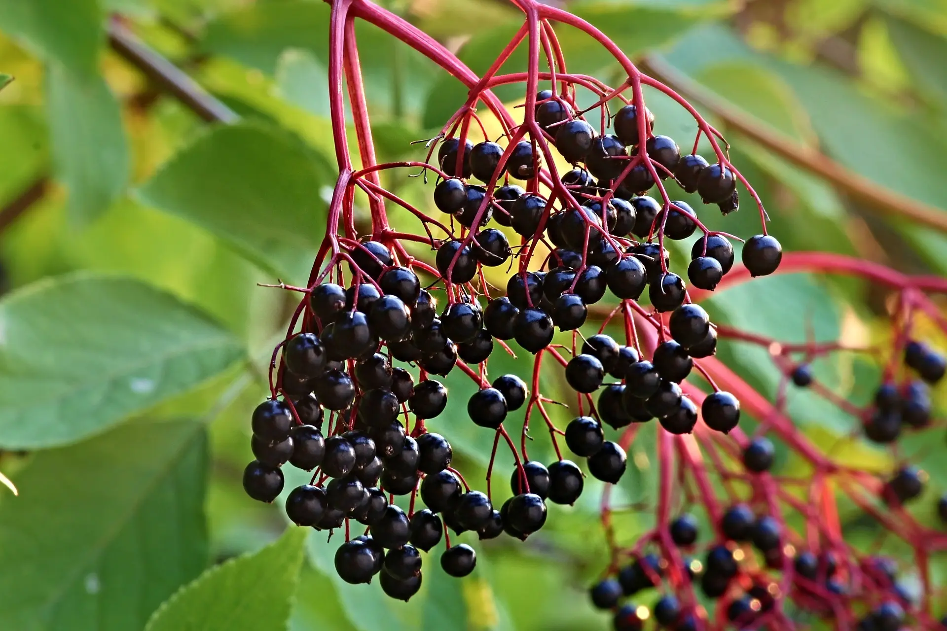 Elderberry