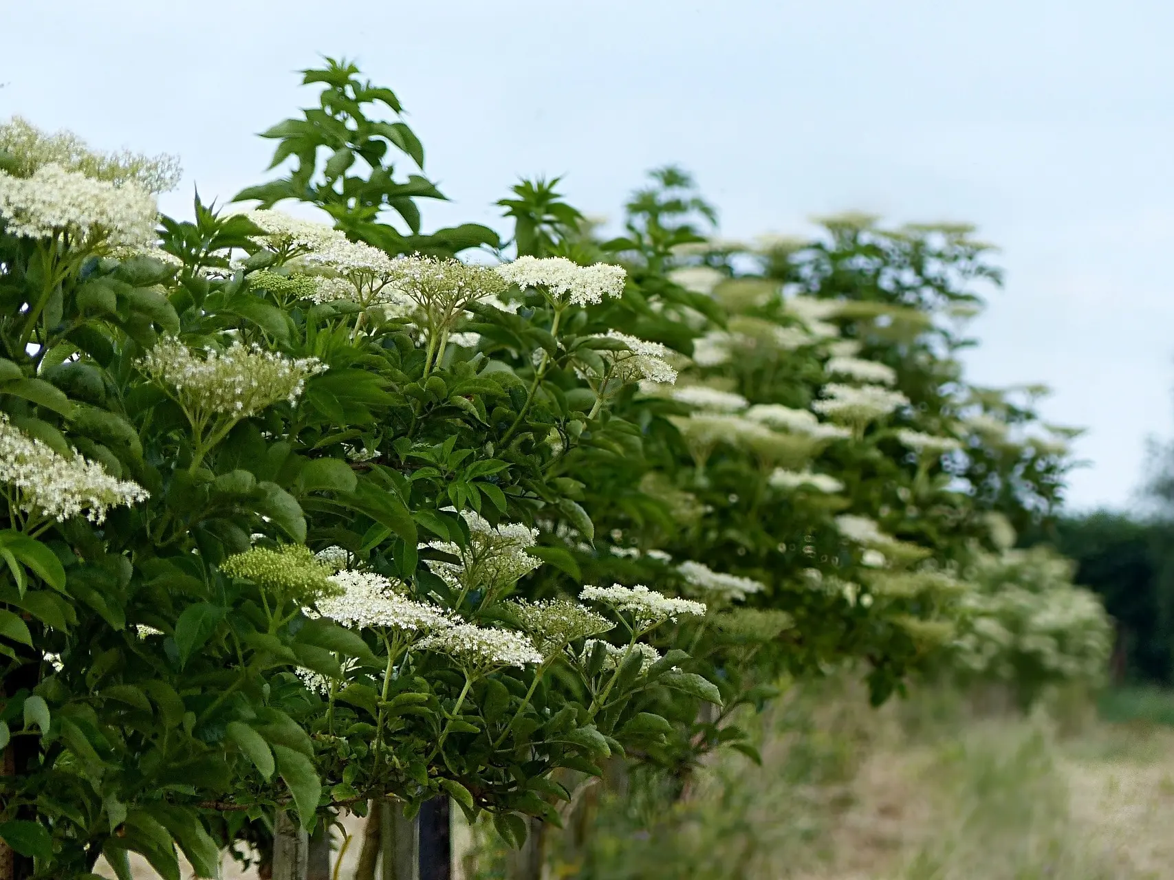 Elderberry