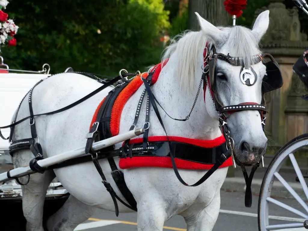 Carriage horse