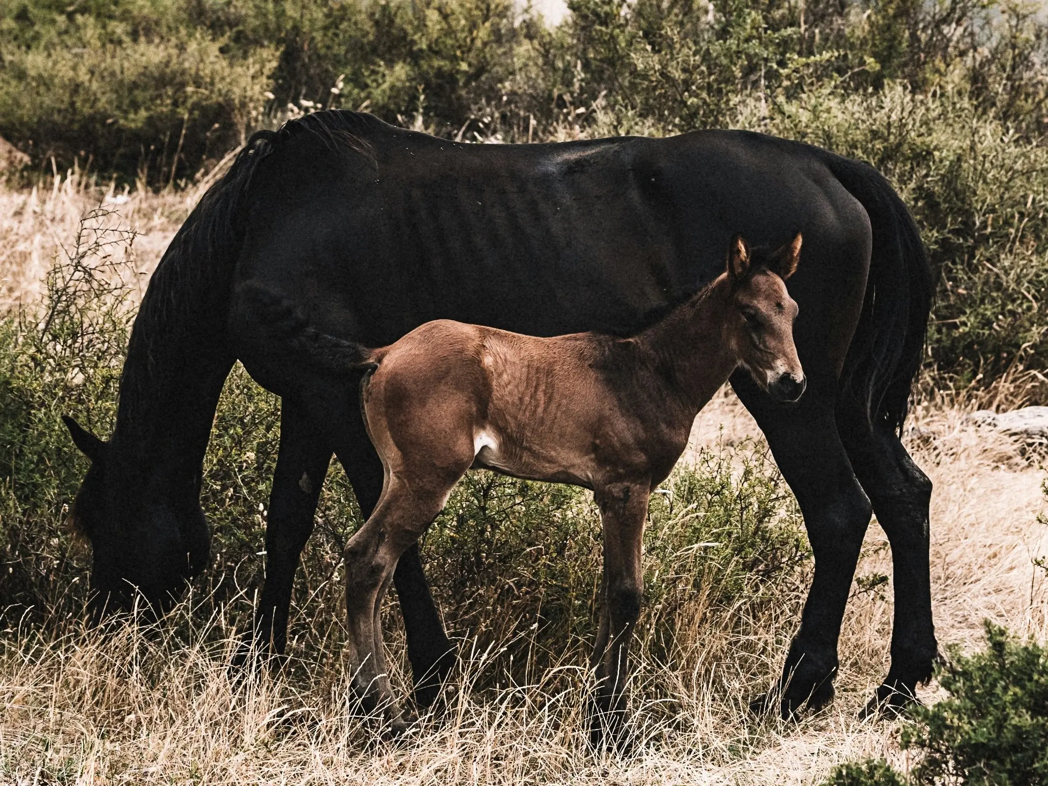 San Fratello Horse