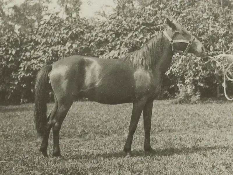 Sandalwood Pony