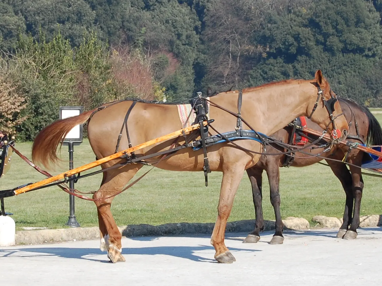 Sandy chestnut horse