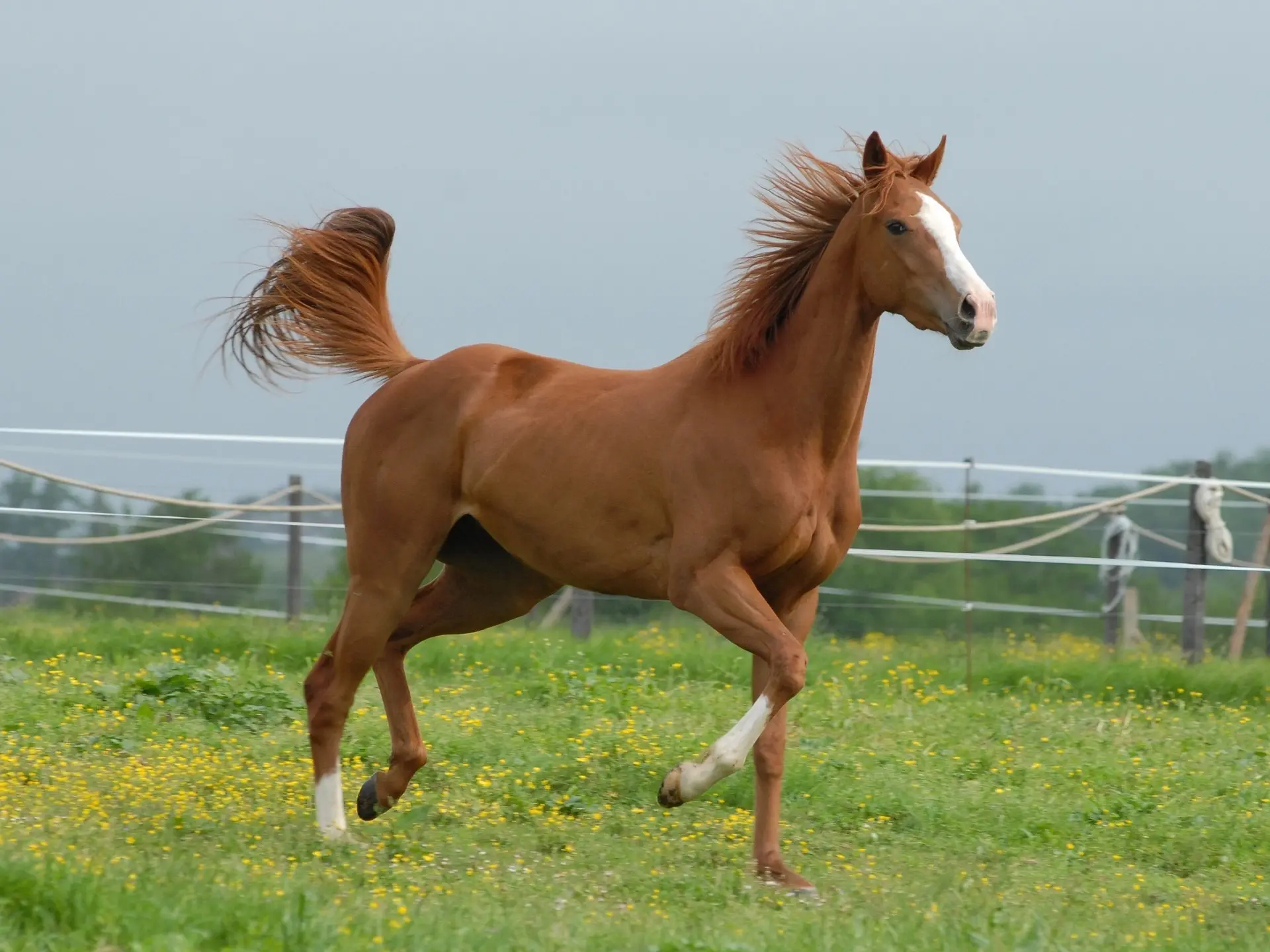 Sandy chestnut horse