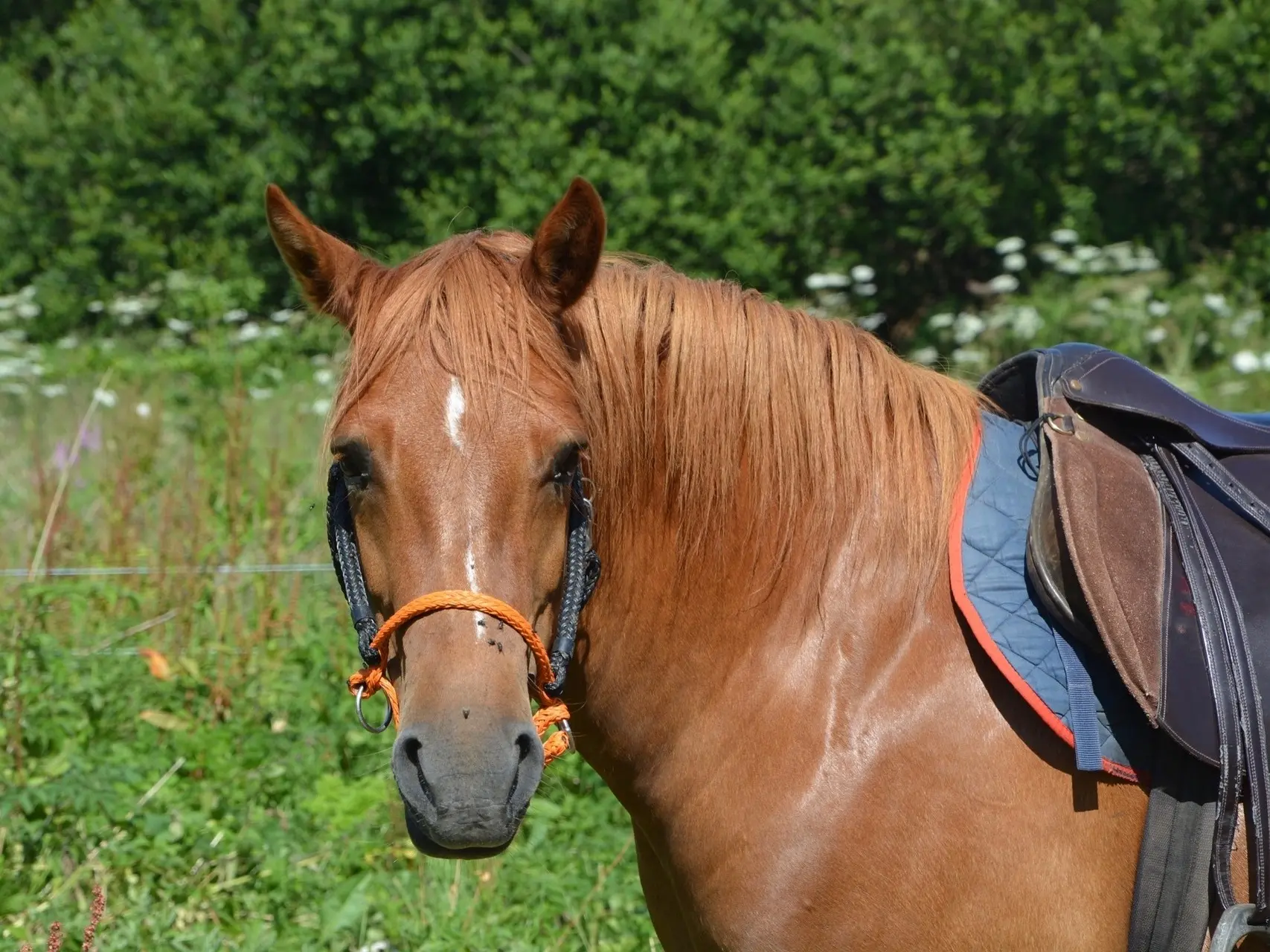 Sandy chestnut horse