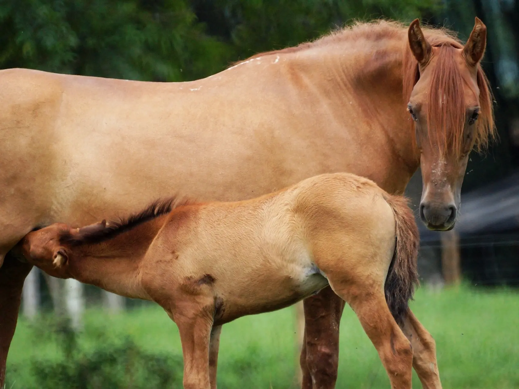 Sandy chestnut horse