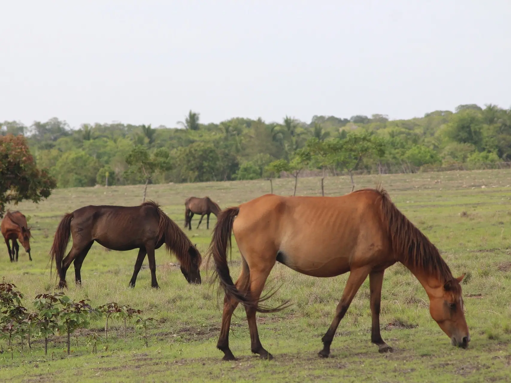 Sandy chestnut horse