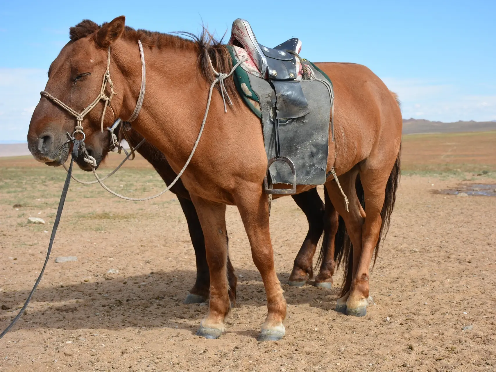 Sandy chestnut horse