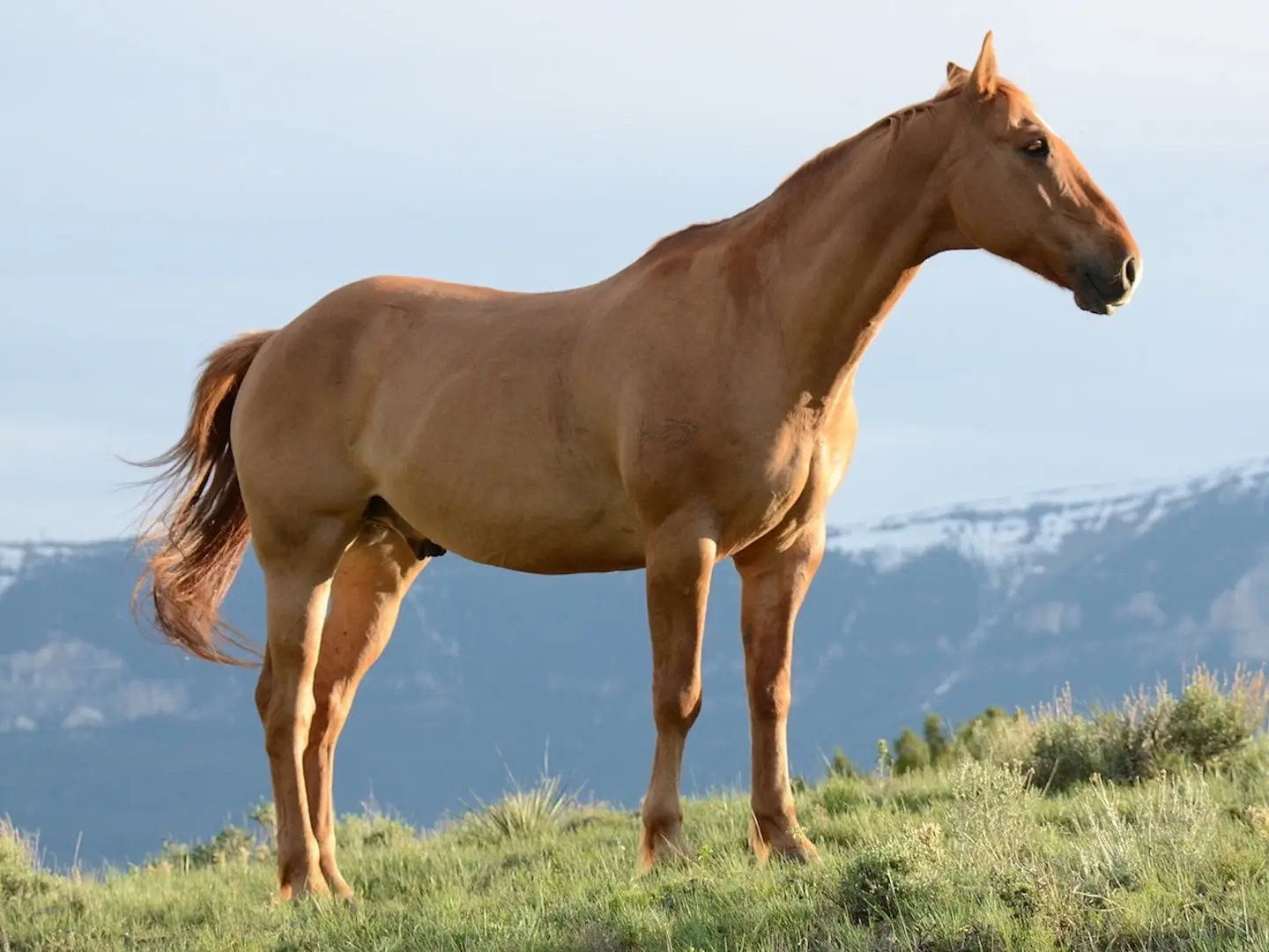 Sandy chestnut horse