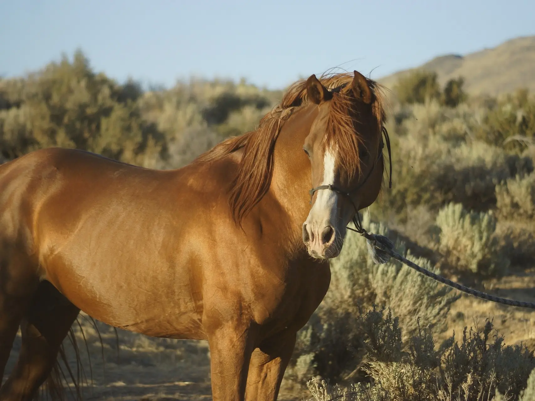 Sandy chestnut horse