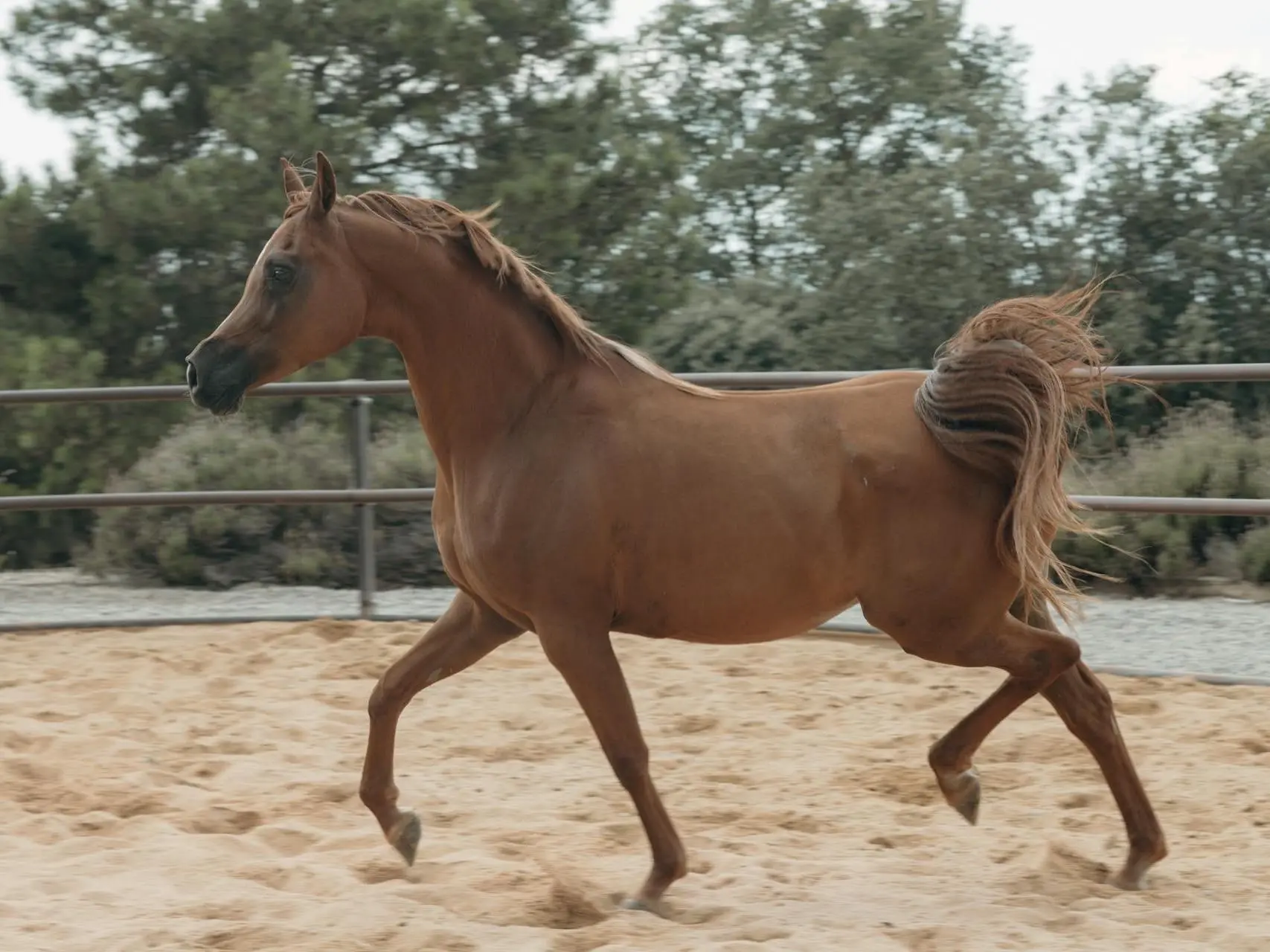 Sandy chestnut horse