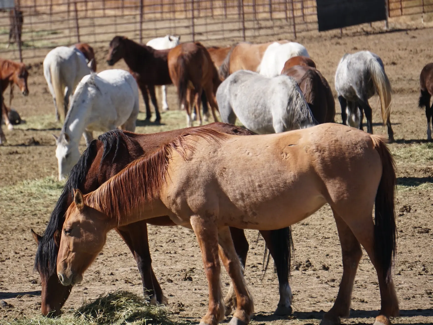 Sandy chestnut horse