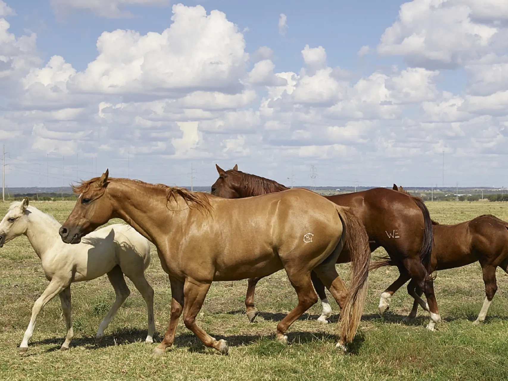 Sandy chestnut horse