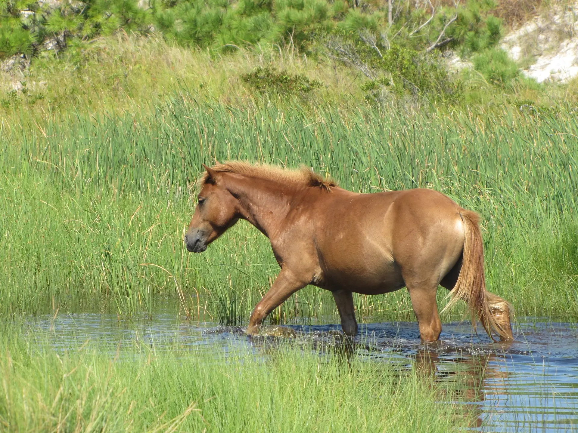 Sandy chestnut horse