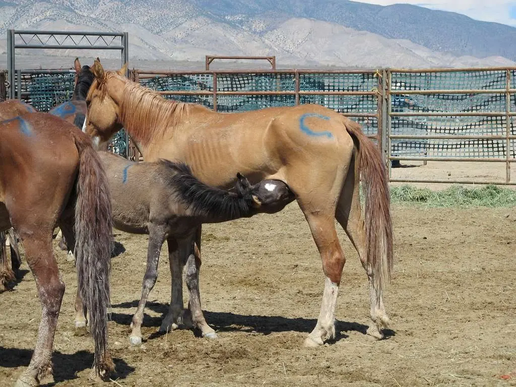 Sandy chestnut horse