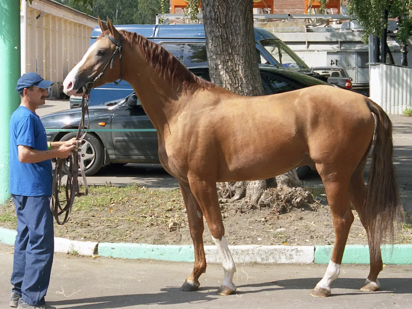 Sandy chestnut horse