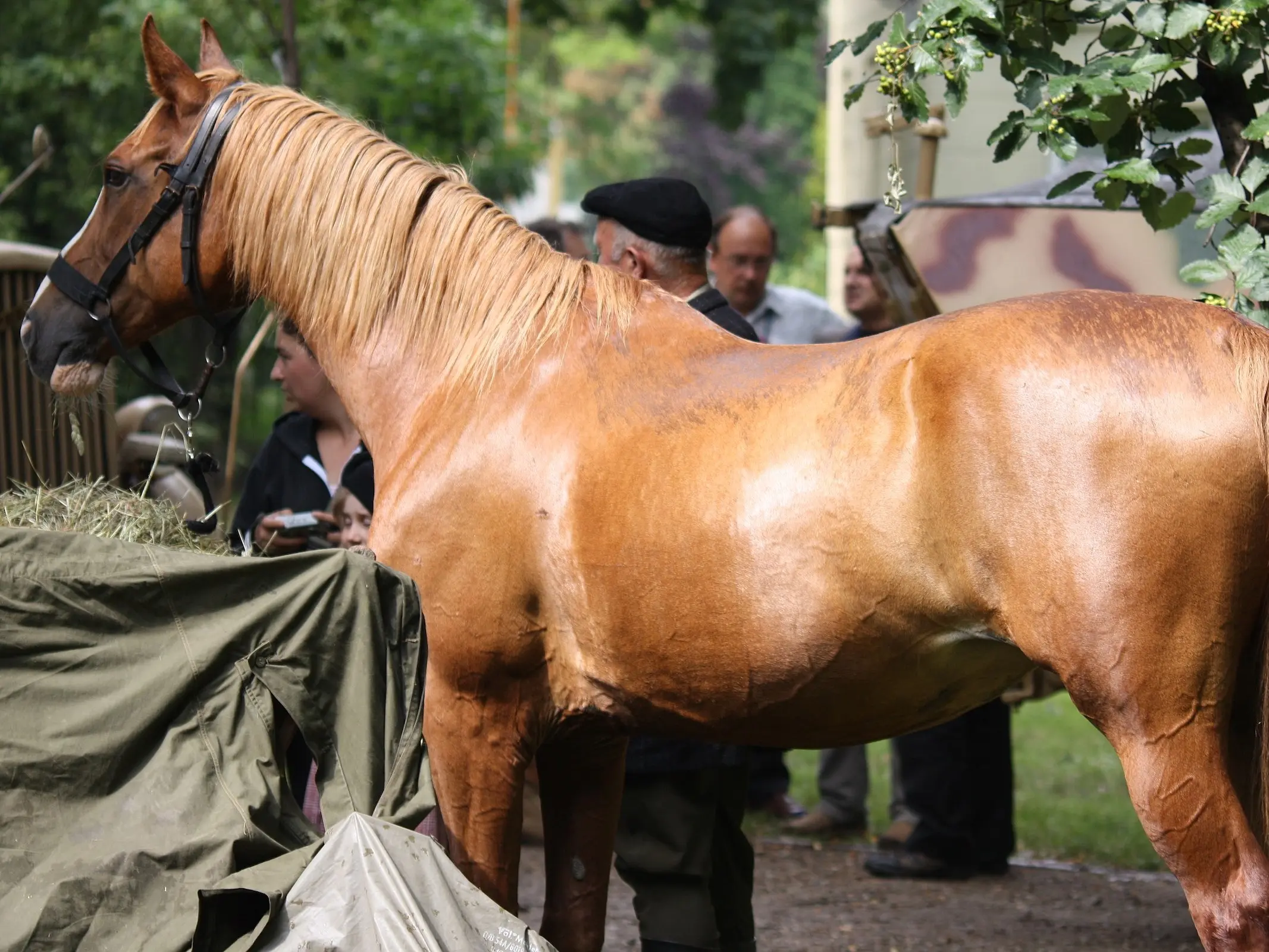 Sandy chestnut horse