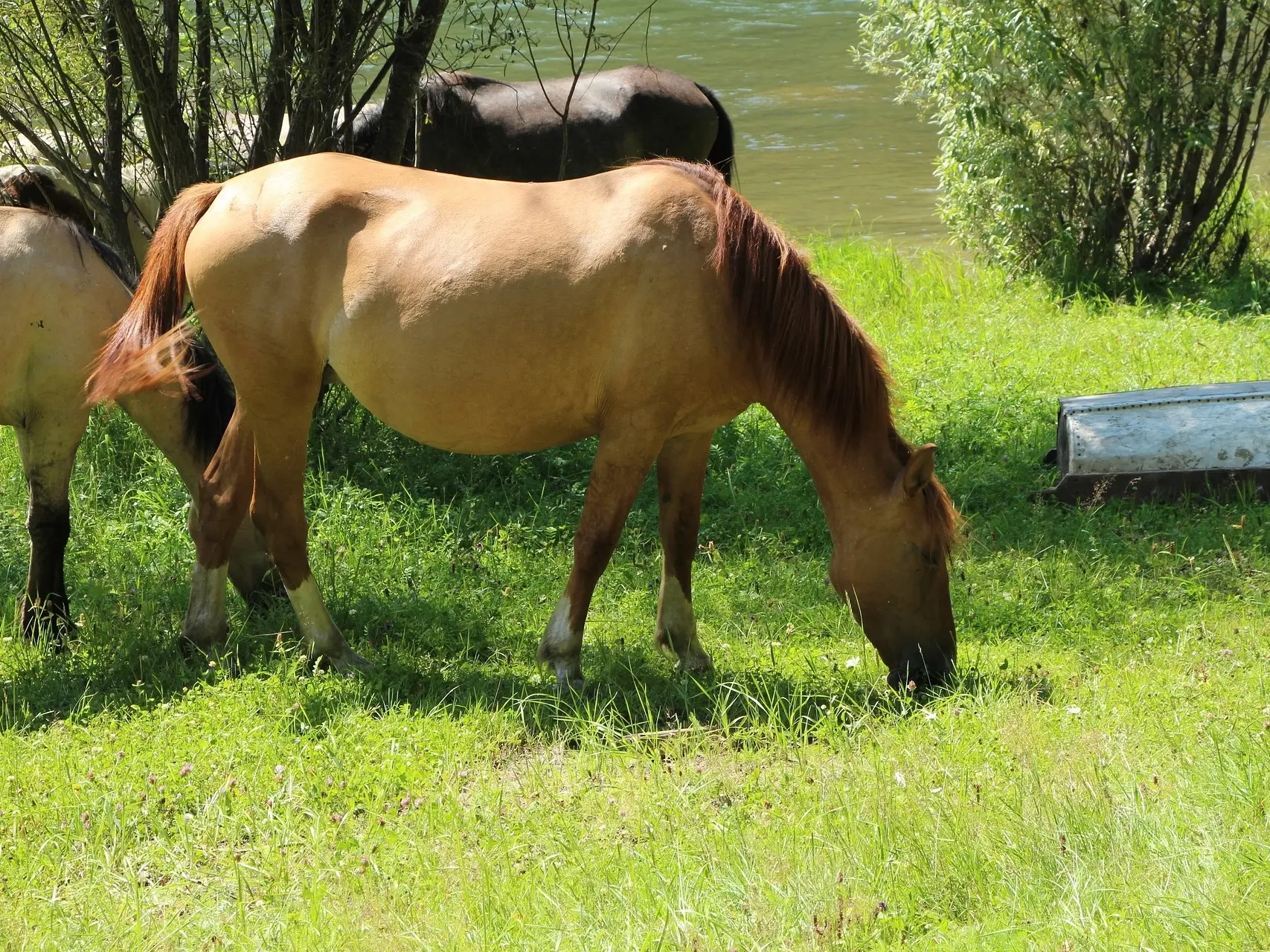 Sandy chestnut horse